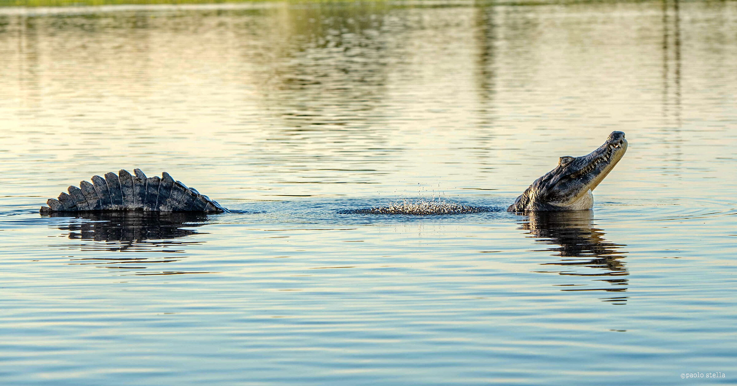 il richiamo del maschio