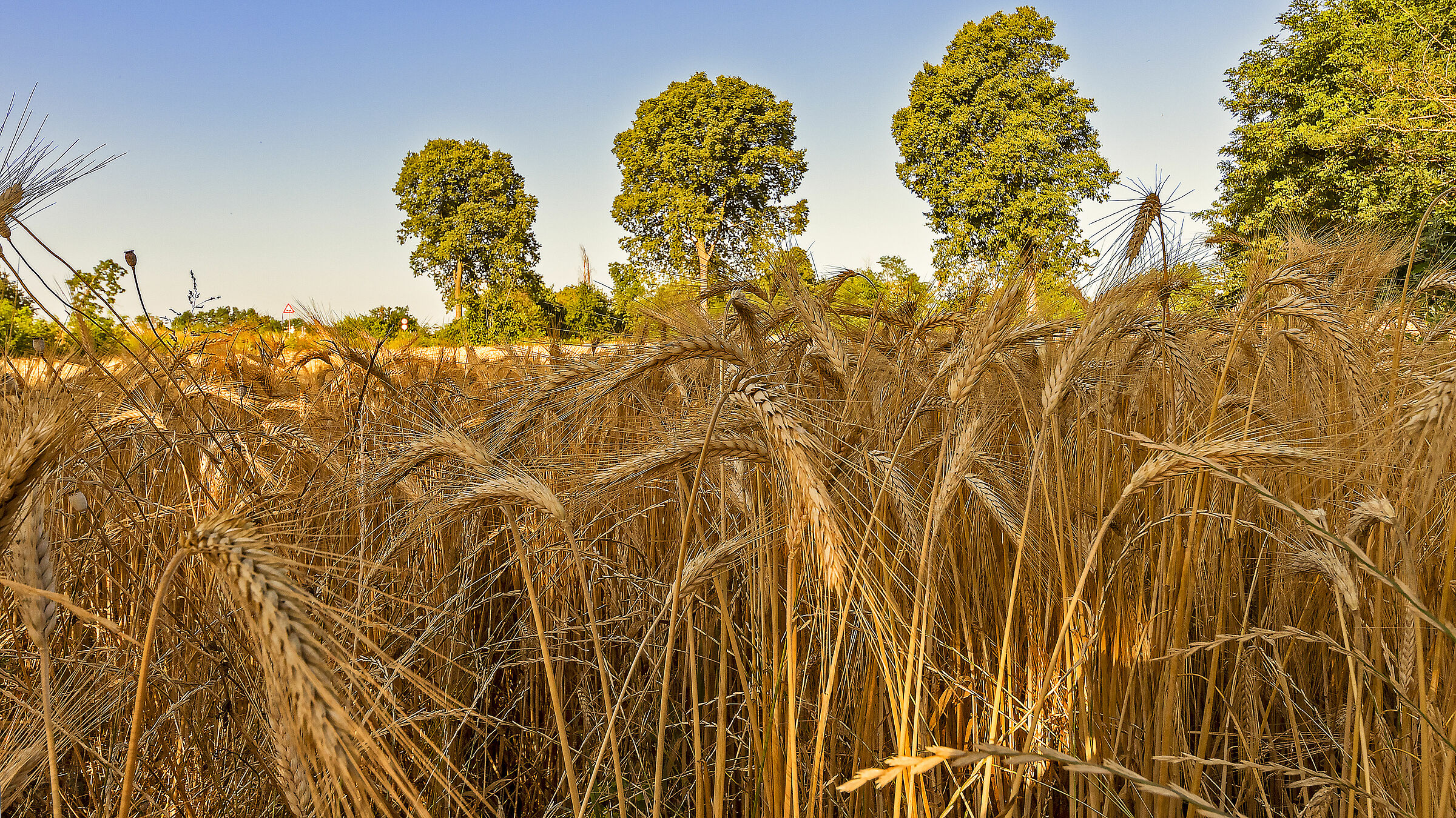 … Che ne sai tu di un campo di grano