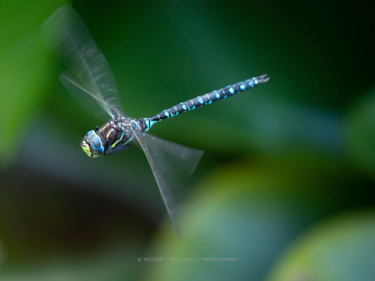 Dragonfly