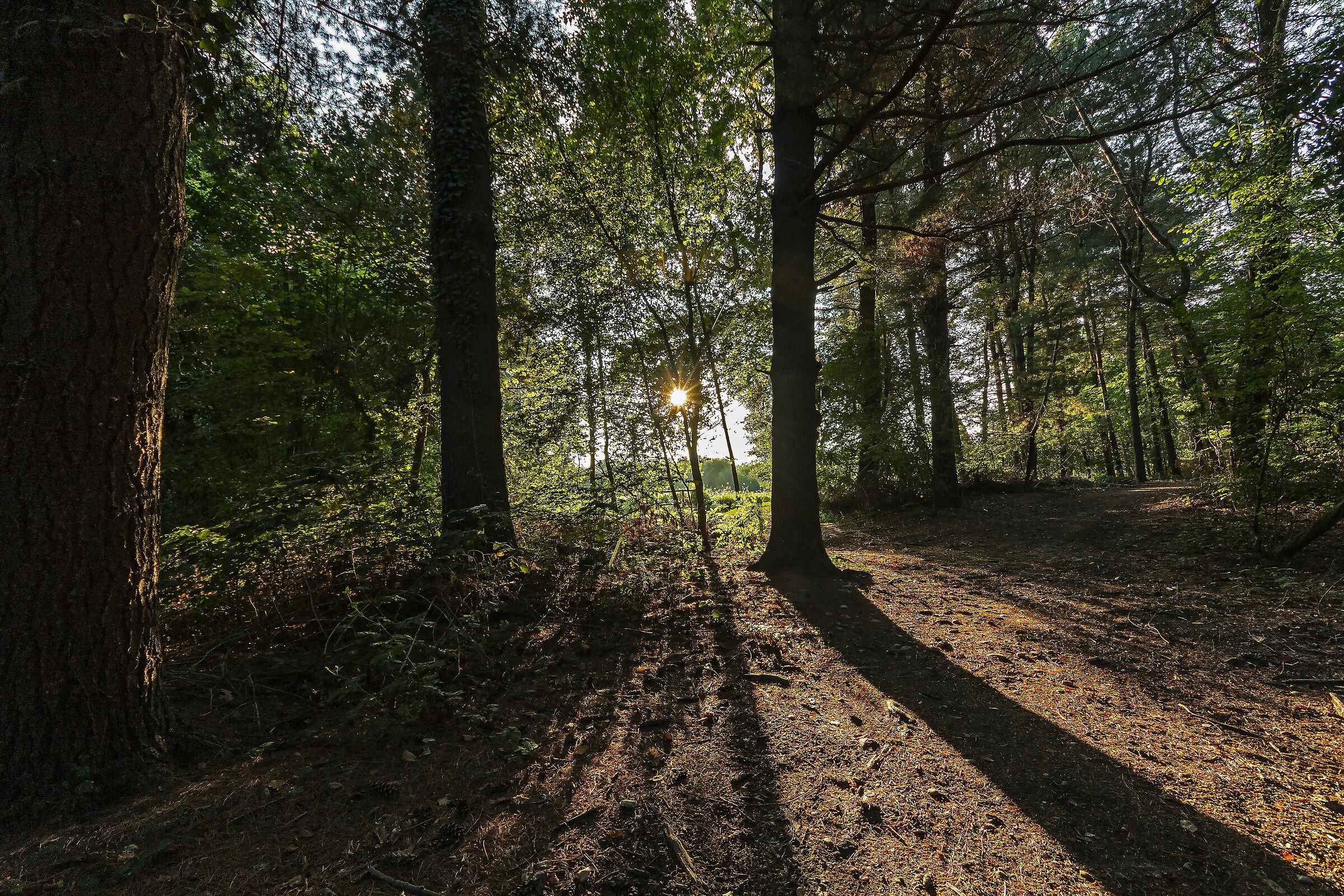 Un tramonto nel bosco
