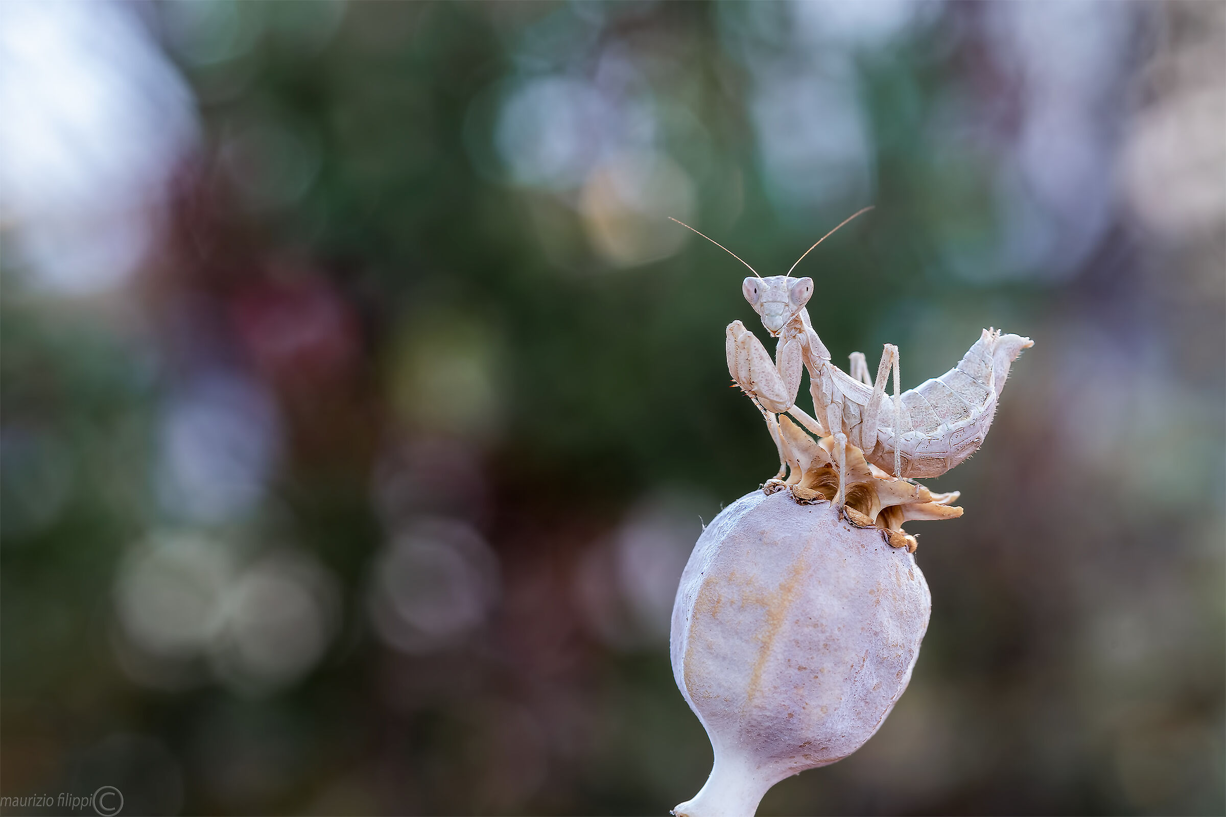 Ameles shoulder-to-shoulder