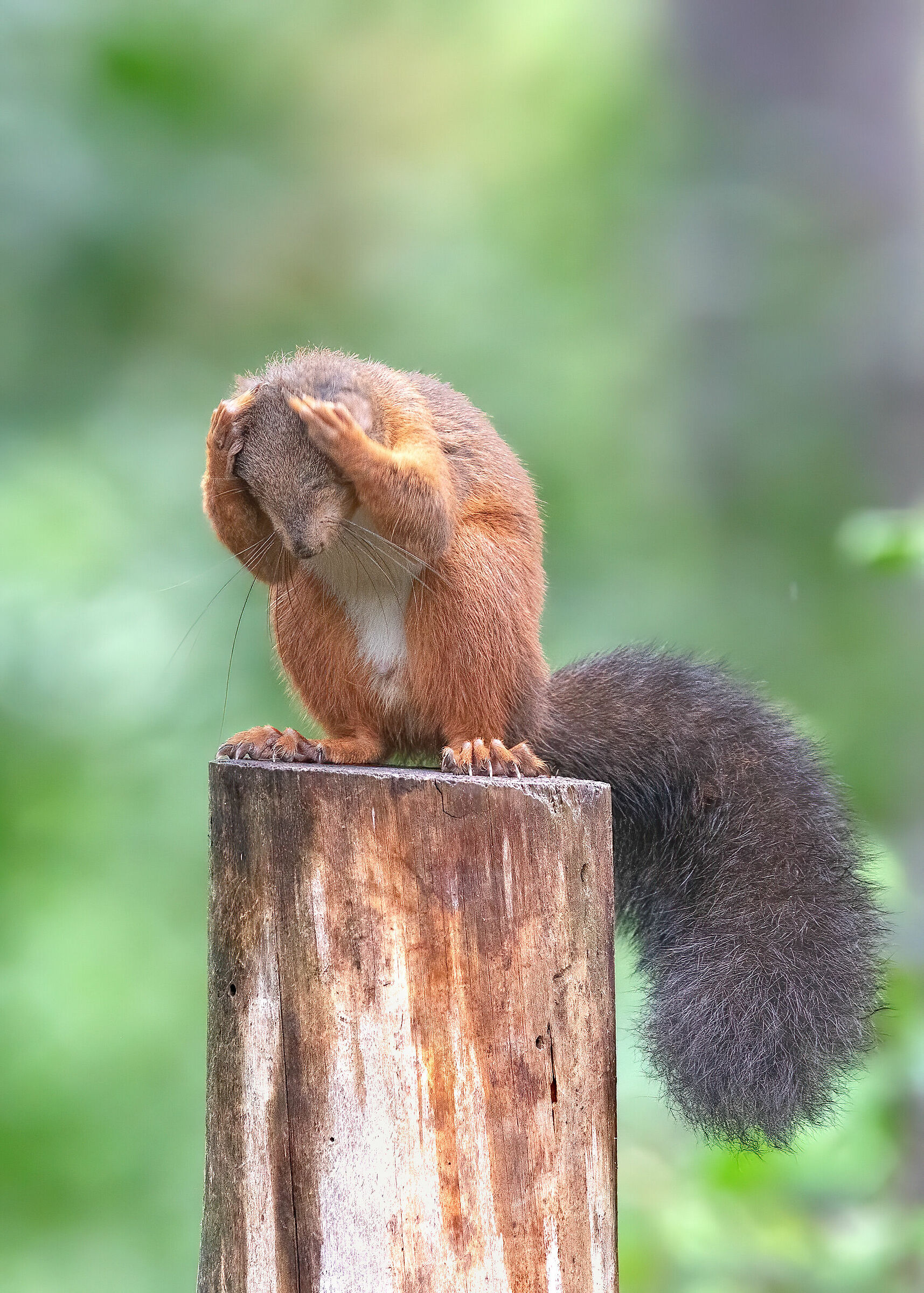 Sono disperato ho finito tutte le noci ?