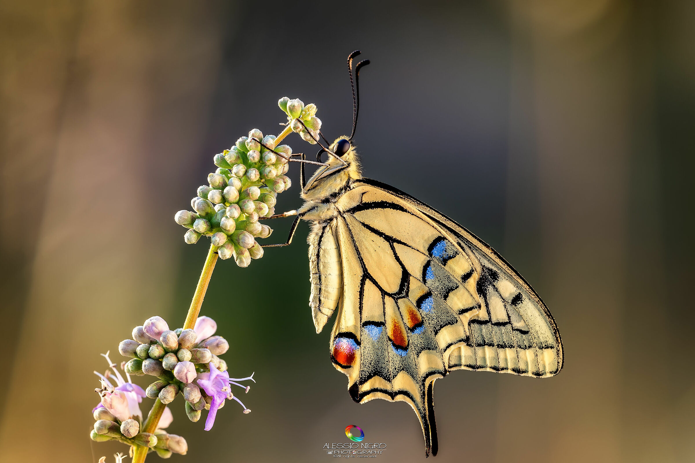 Papilio Machaon