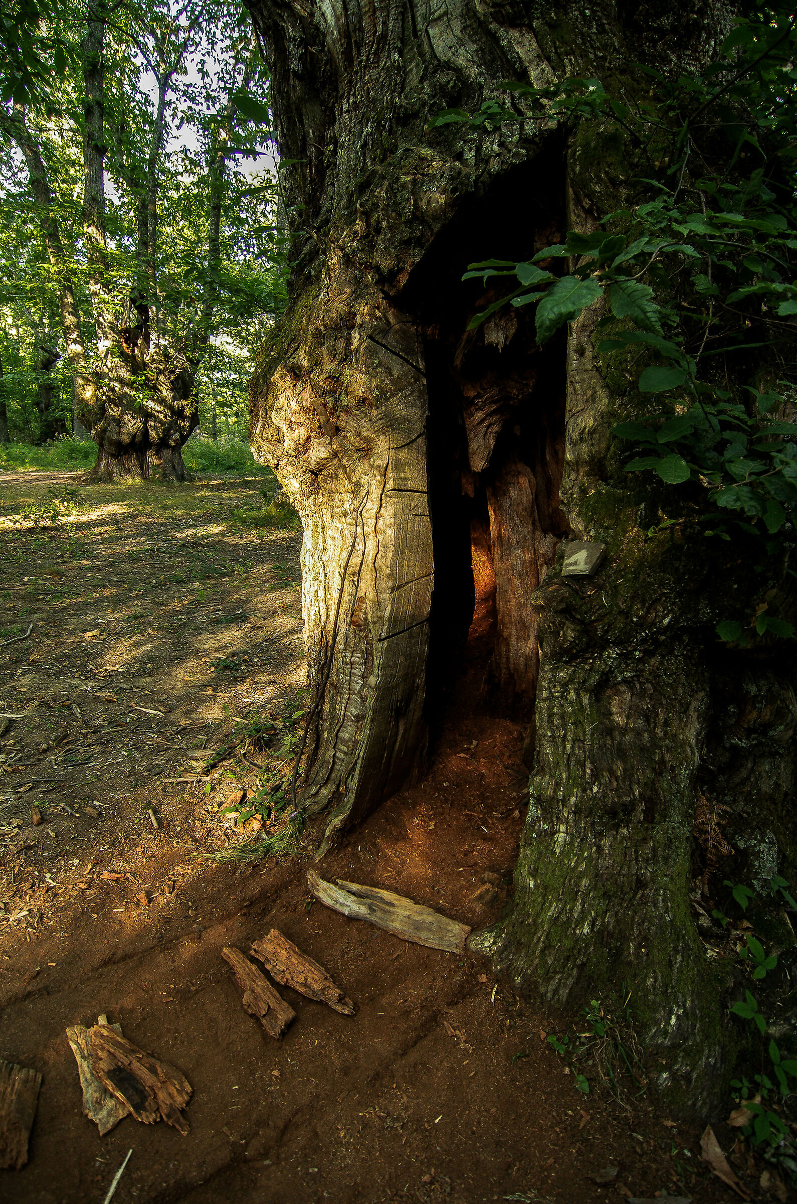 i giganti millenari del Poranceto