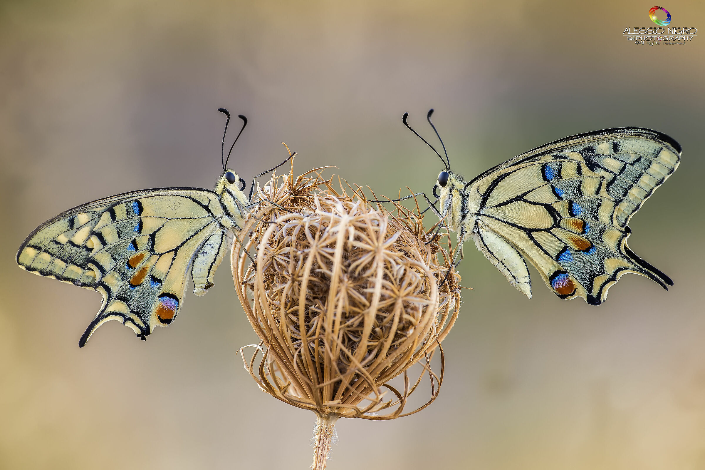 The King and the Queen...