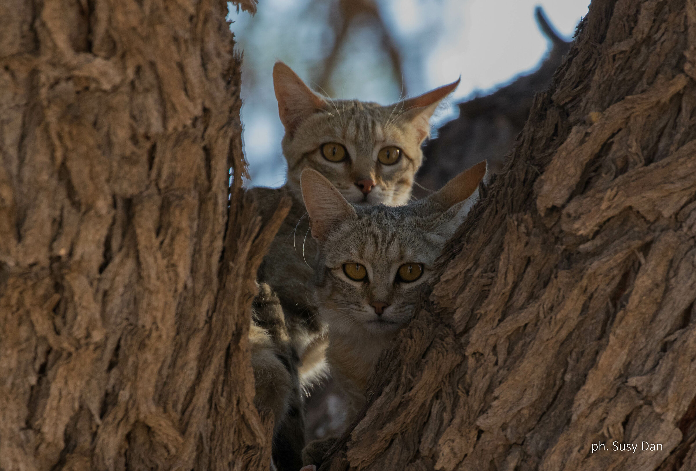 Gatti selvatici africani