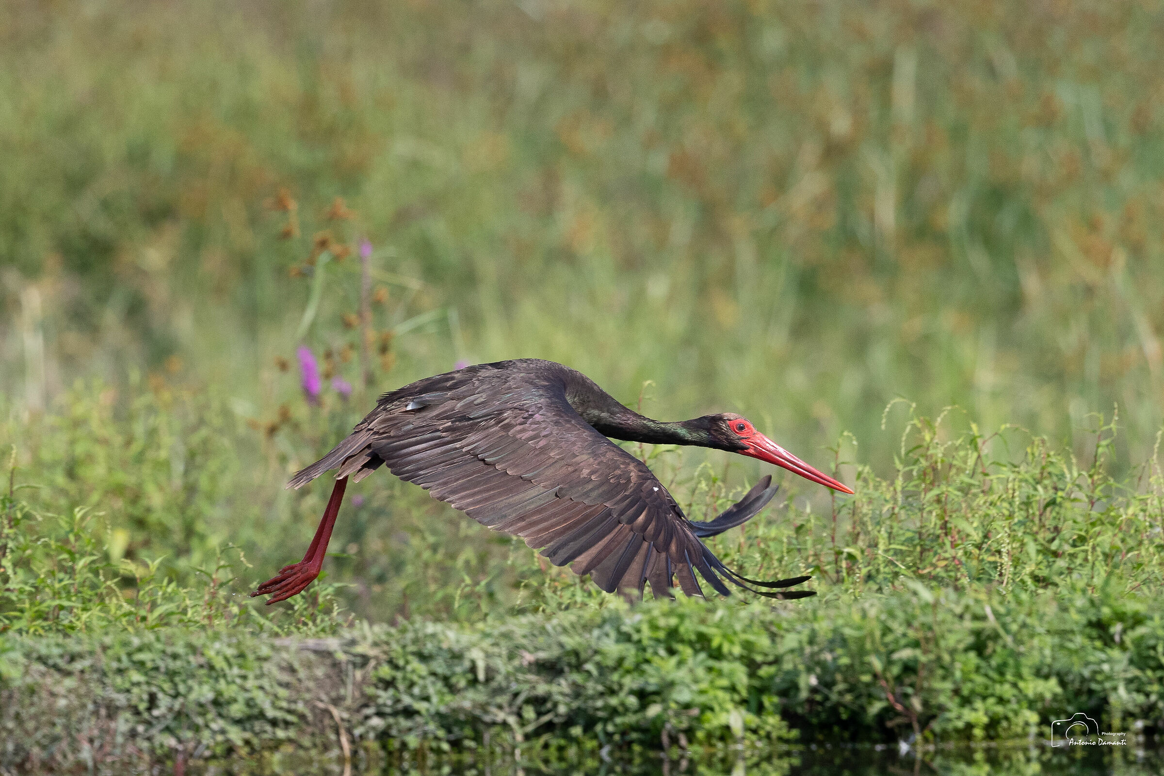 Black stork