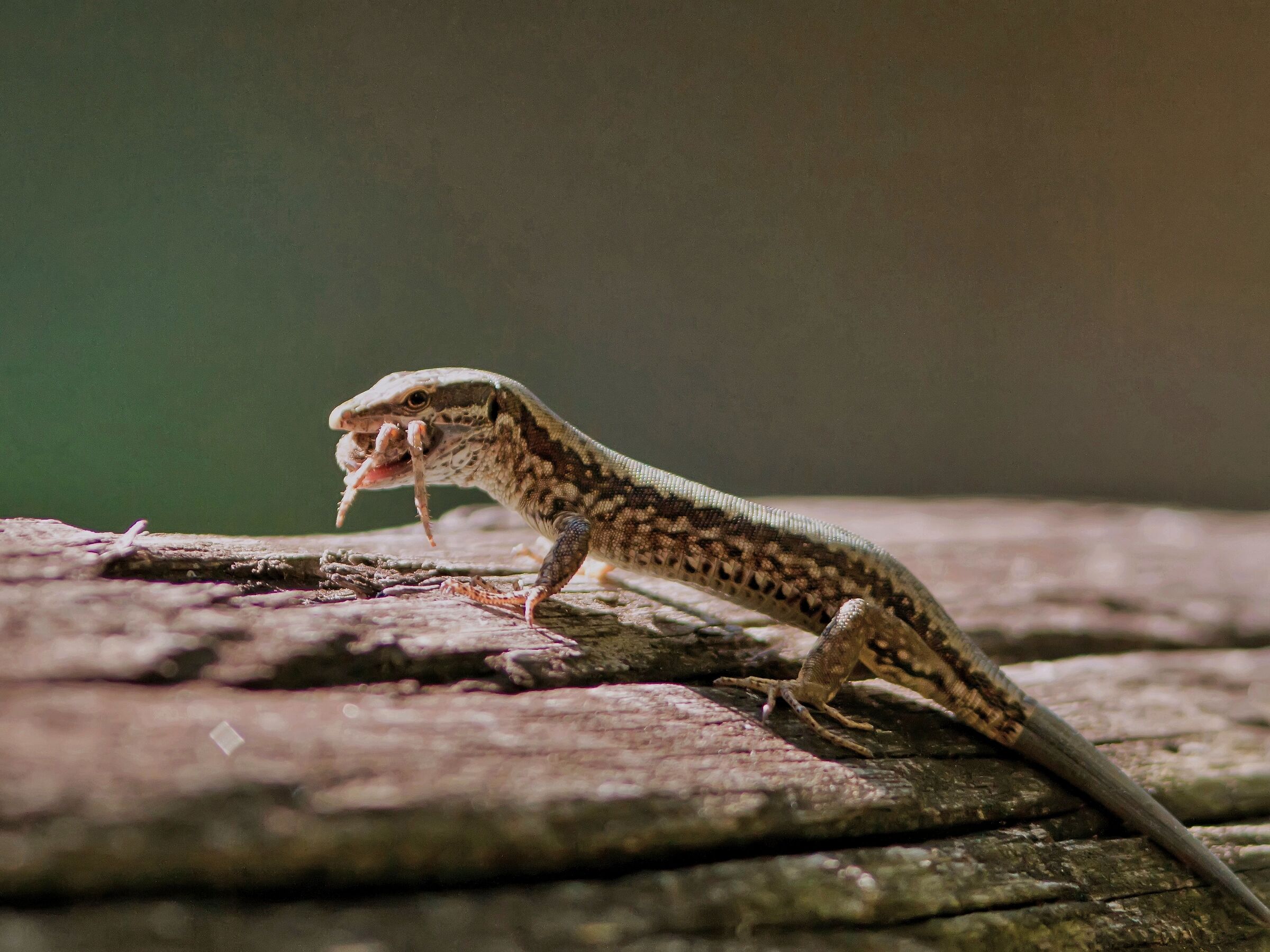 Da predatore a preda ...