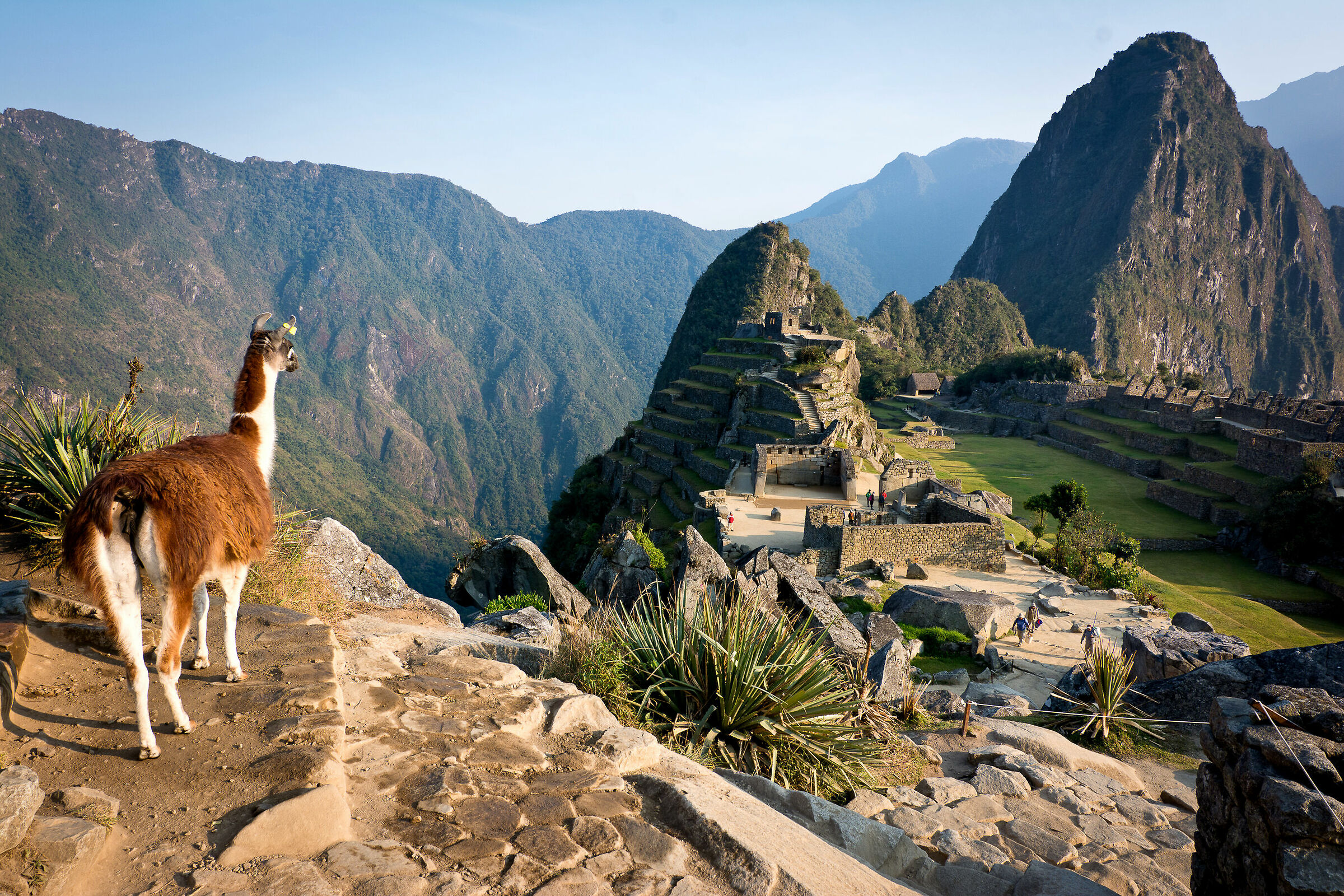 Machu Picchu: llamas are also fascinated by it