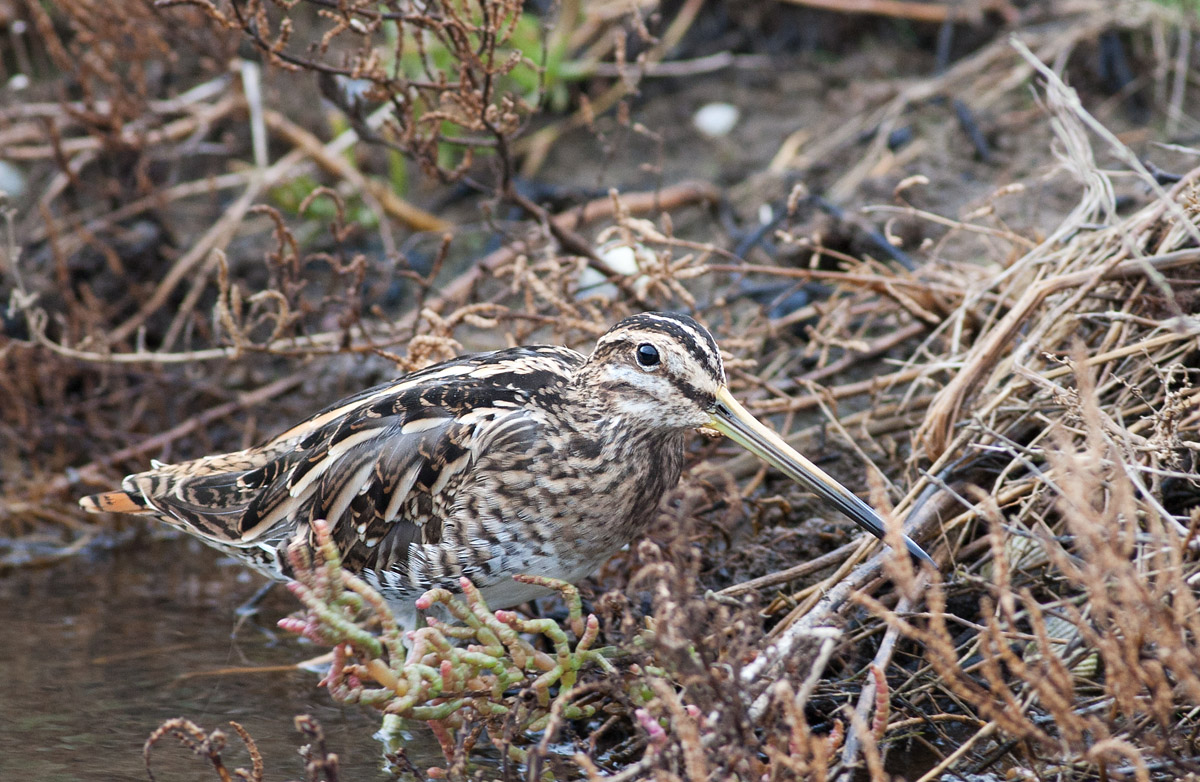 Beccaccino ambientato
