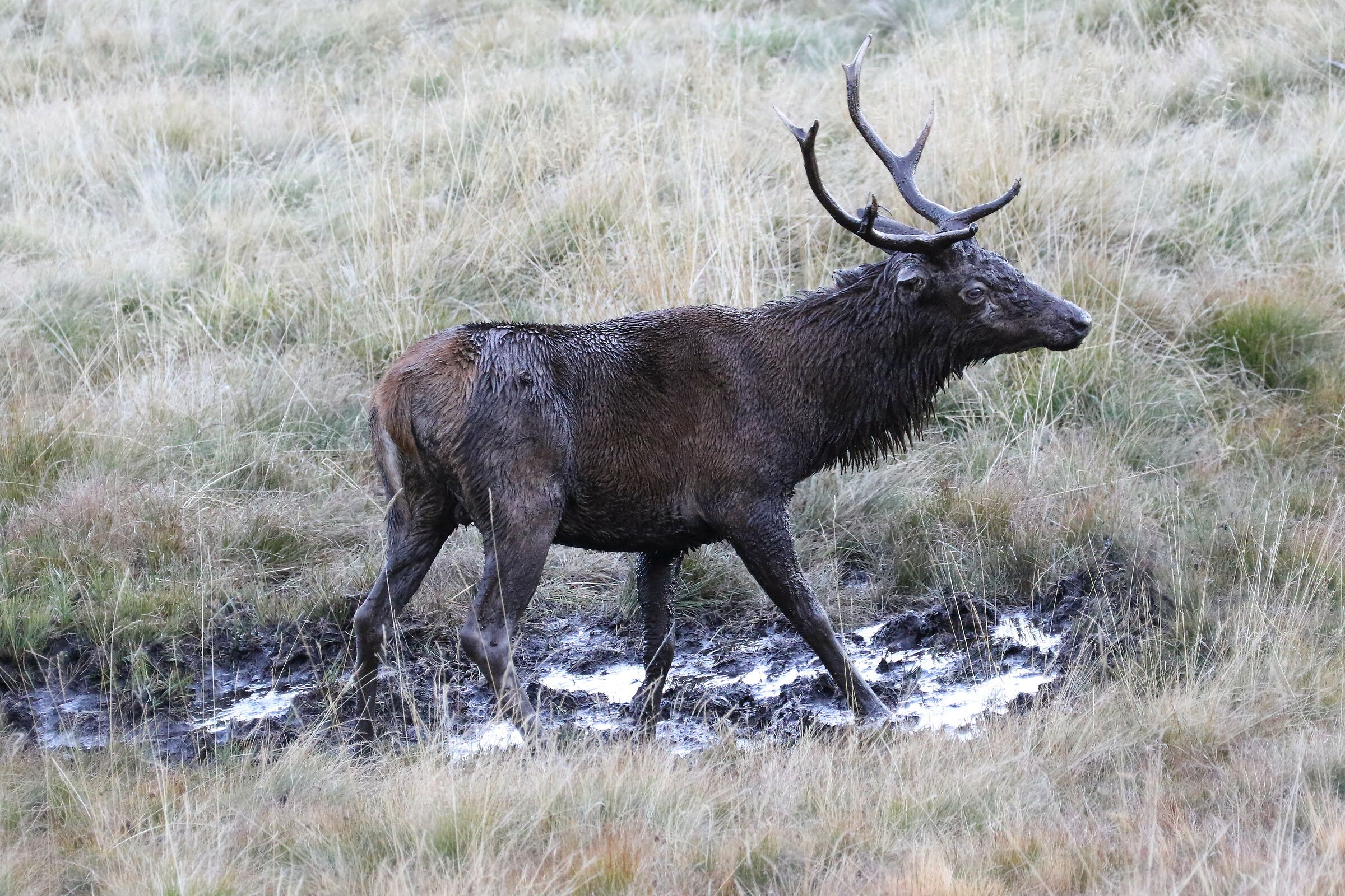 Negro like el Babao!