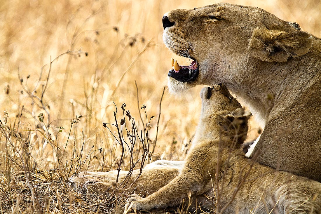 Quanto ti voglio bene mamma