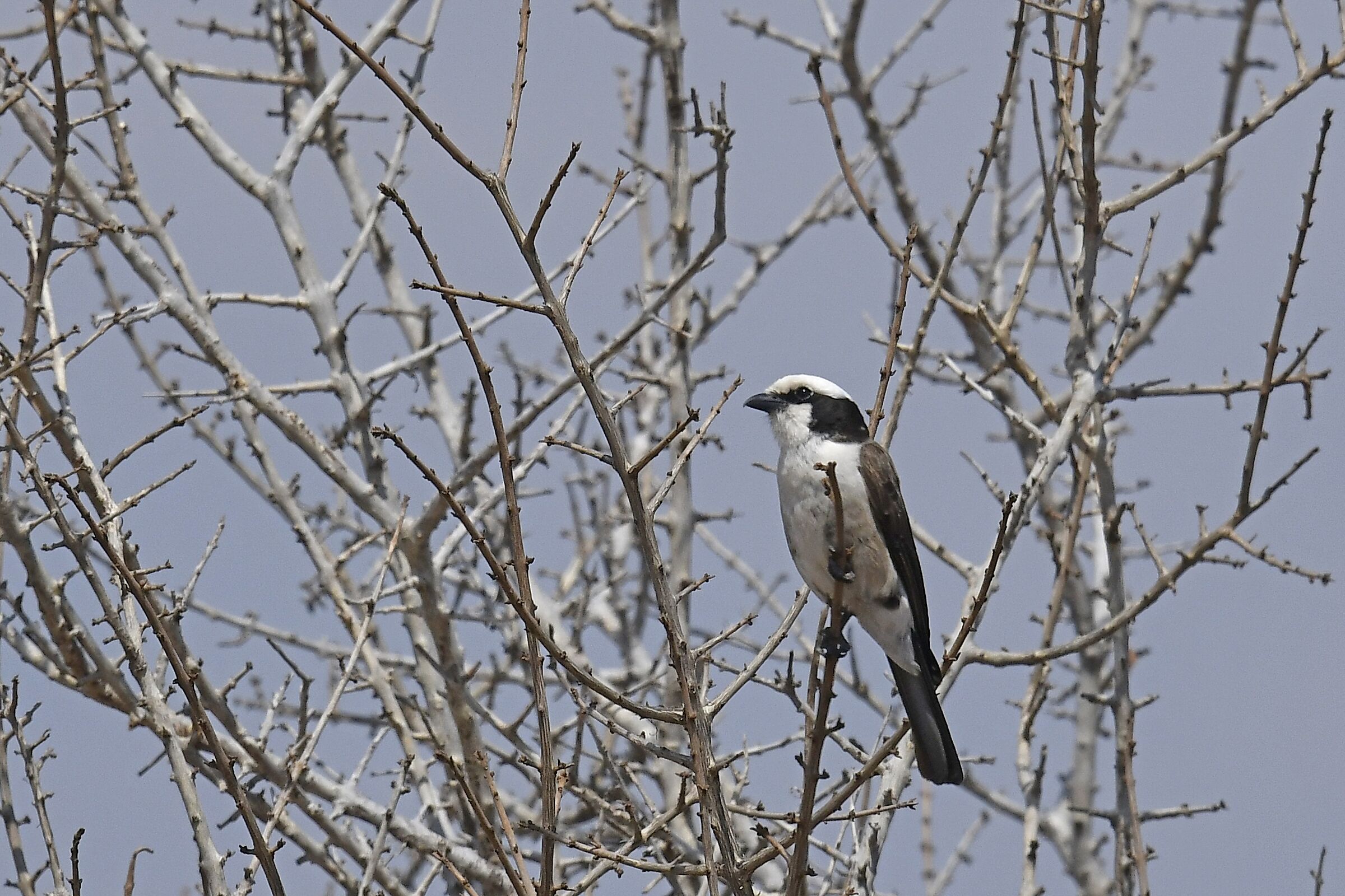 averla corona bianca