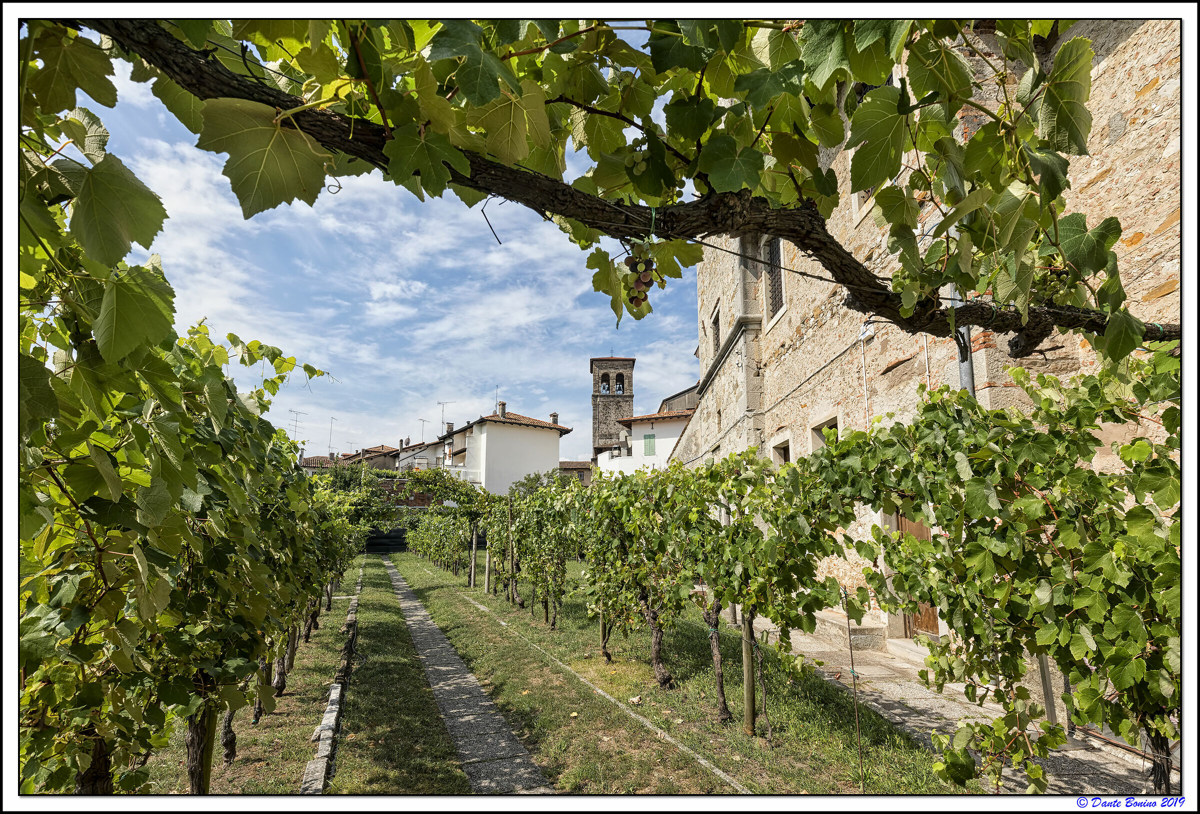 The Vineyard of the Bear Sisters