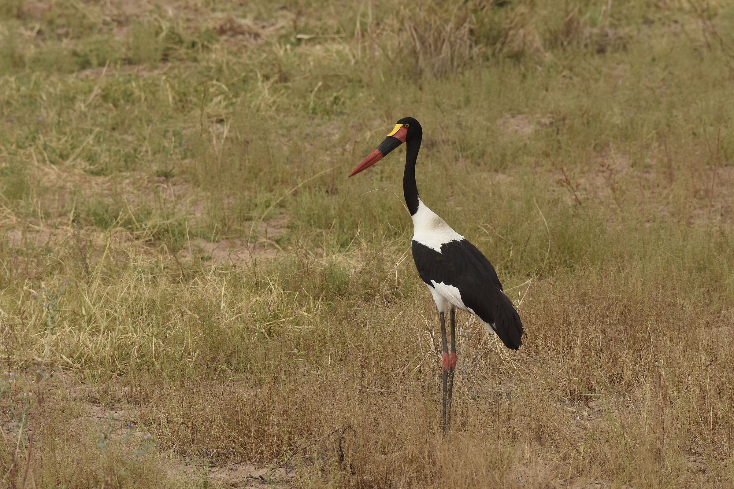 cicogna becco a sella