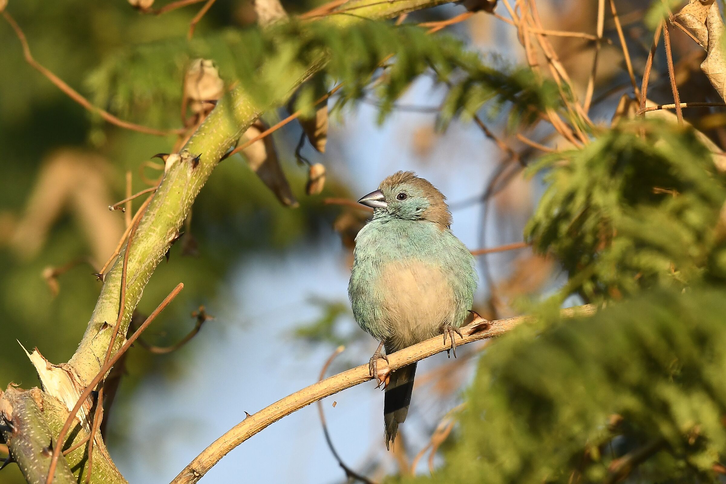 Cordon blu pettazzurro