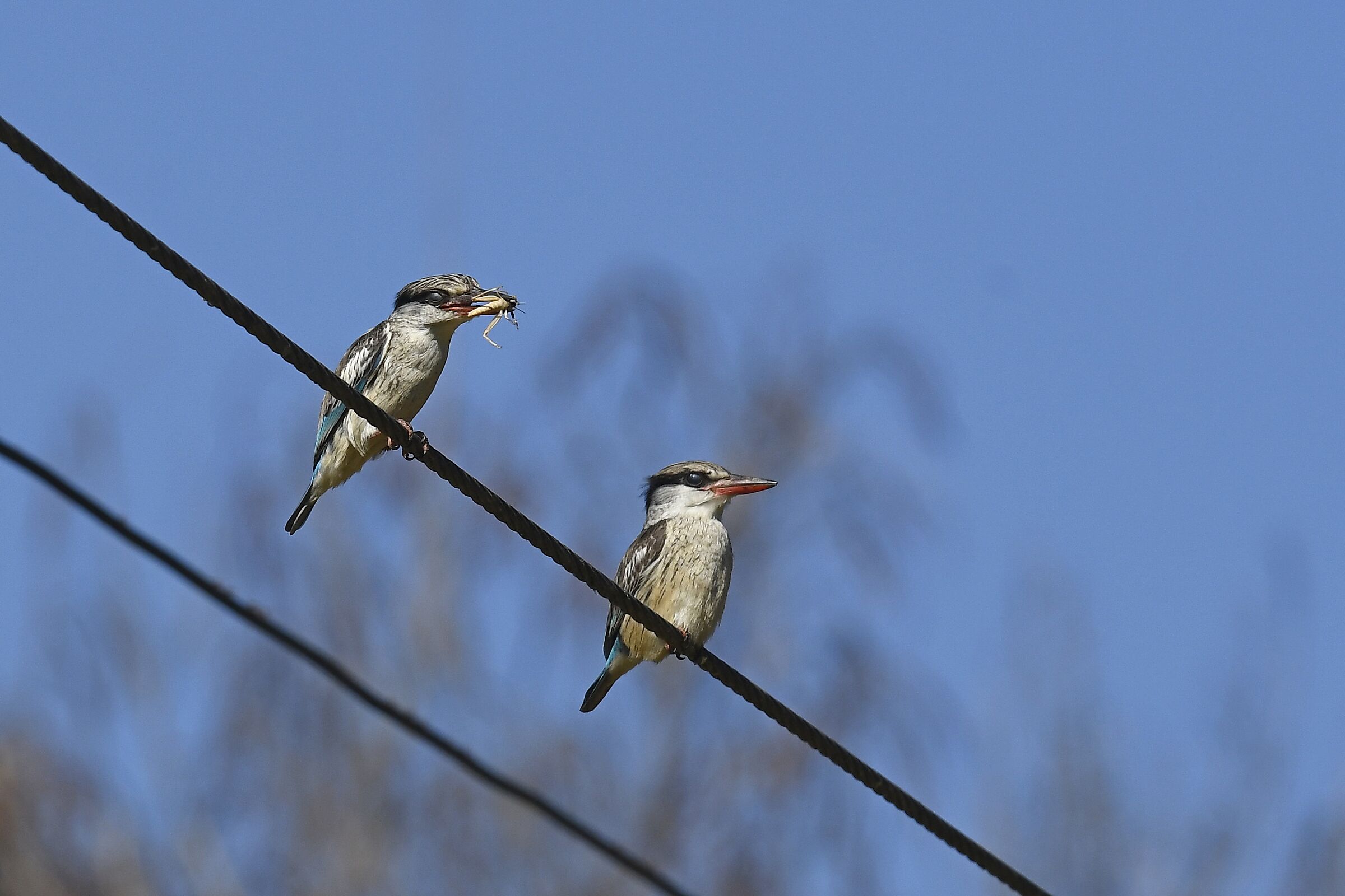 Martin pescatore striato