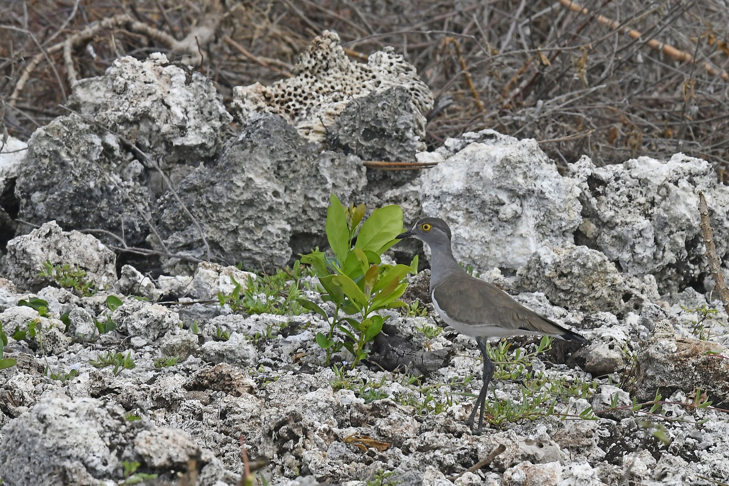 Pavoncella del senegal
