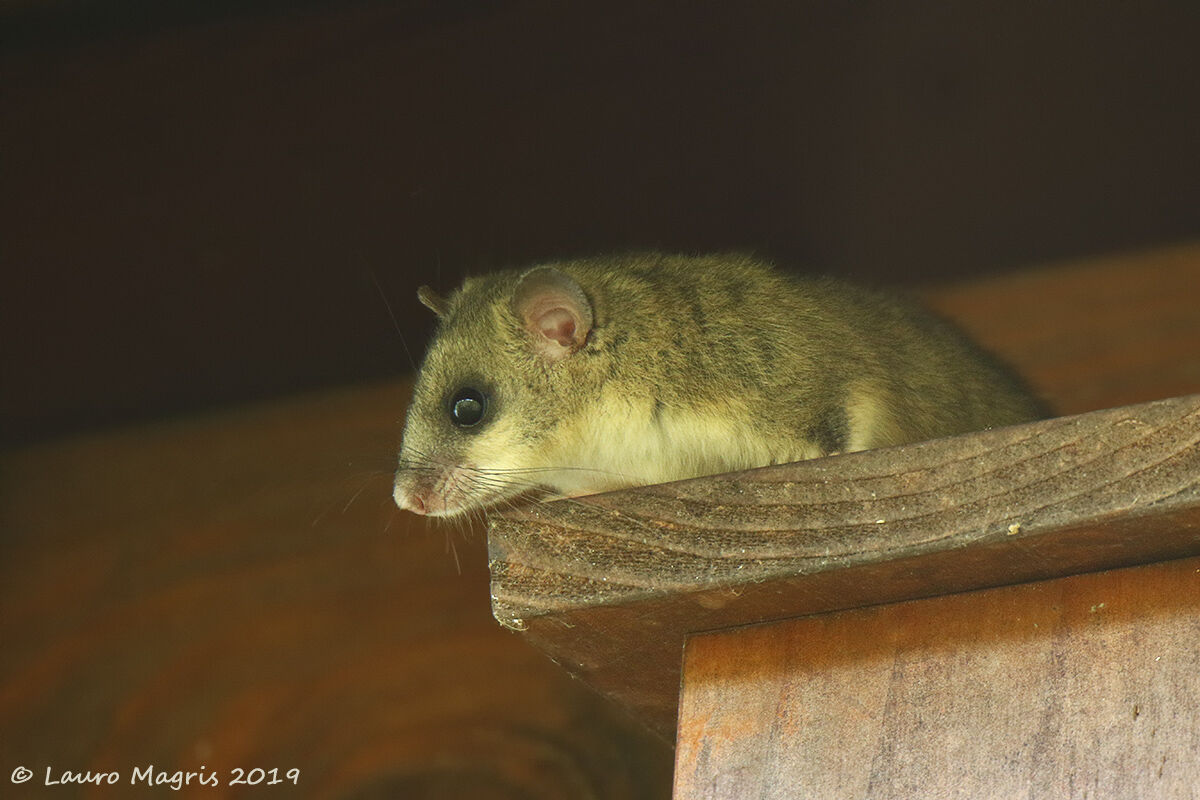 Dormouse
