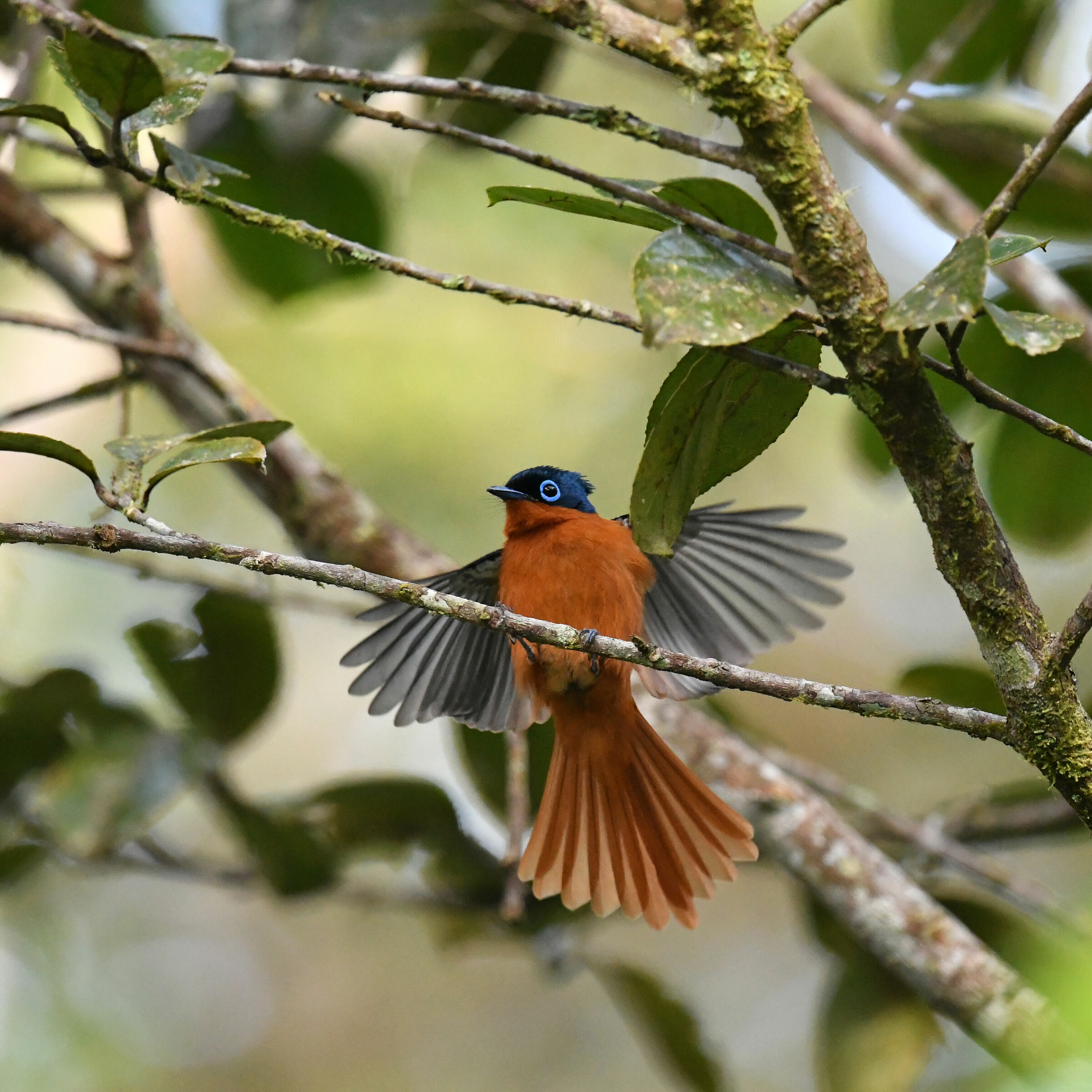 Fly-takes of Paradise (Muted Terpsiphone)