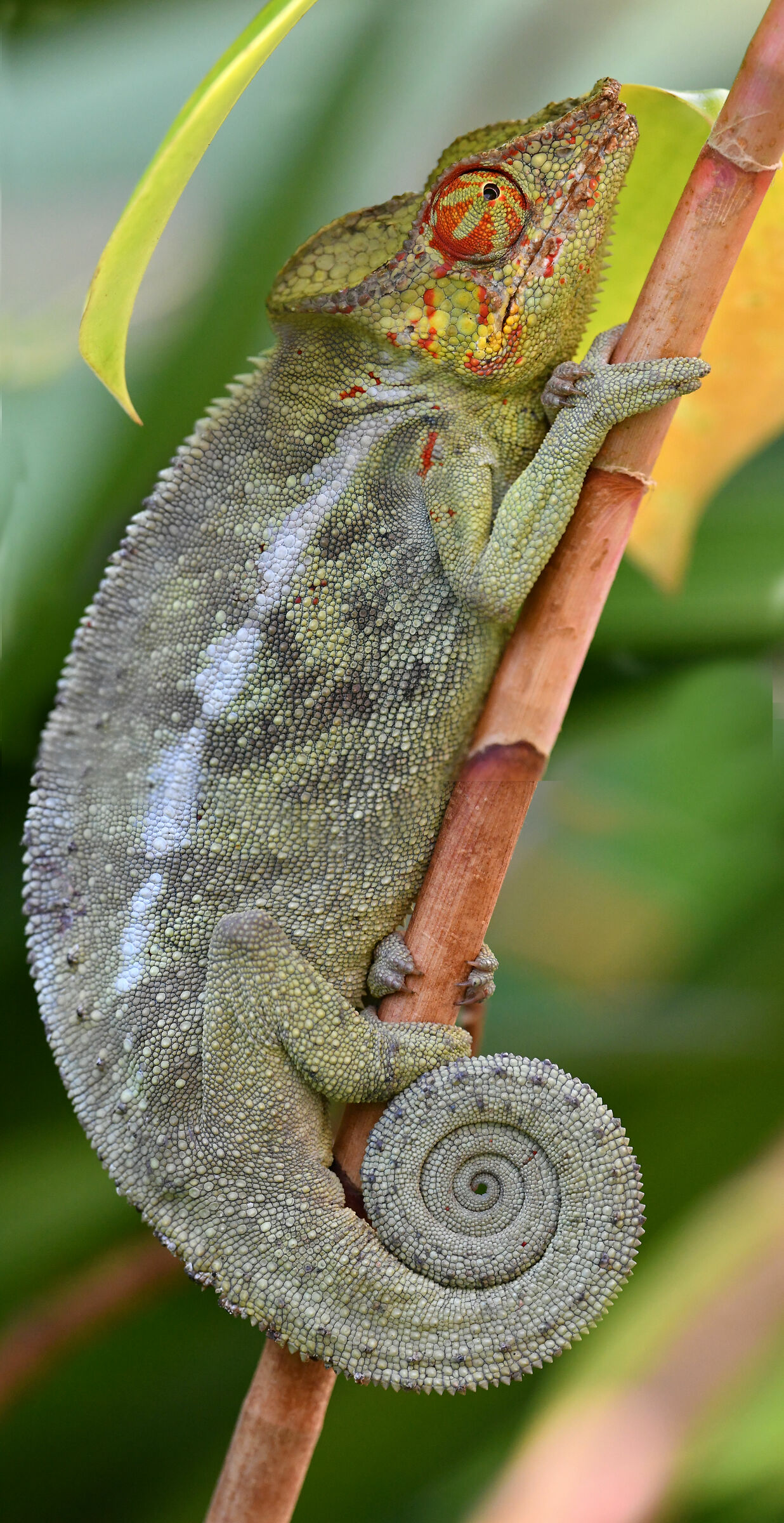 Parson's Chameleon (Calumma parsonii)