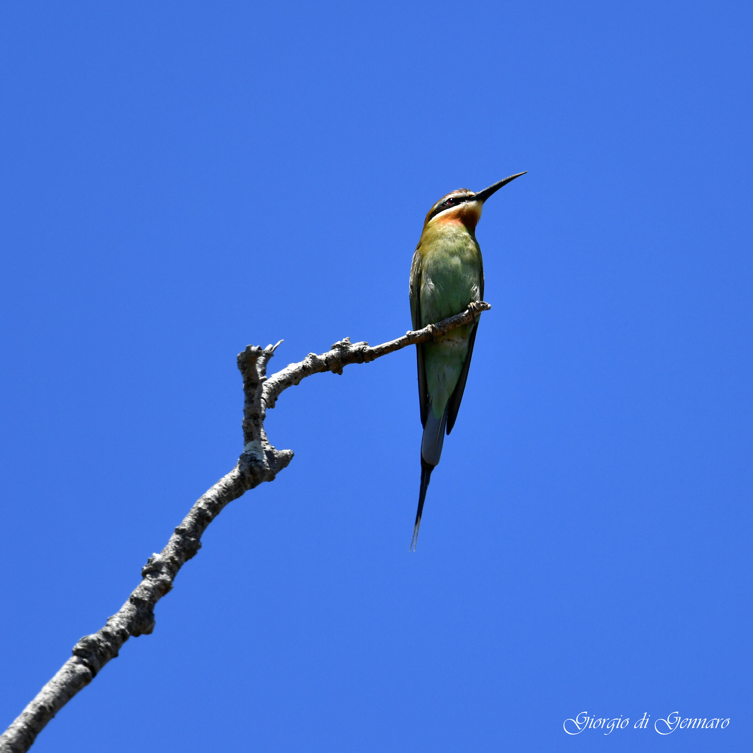 Madagascar Gruccione (Merops superciliosus)