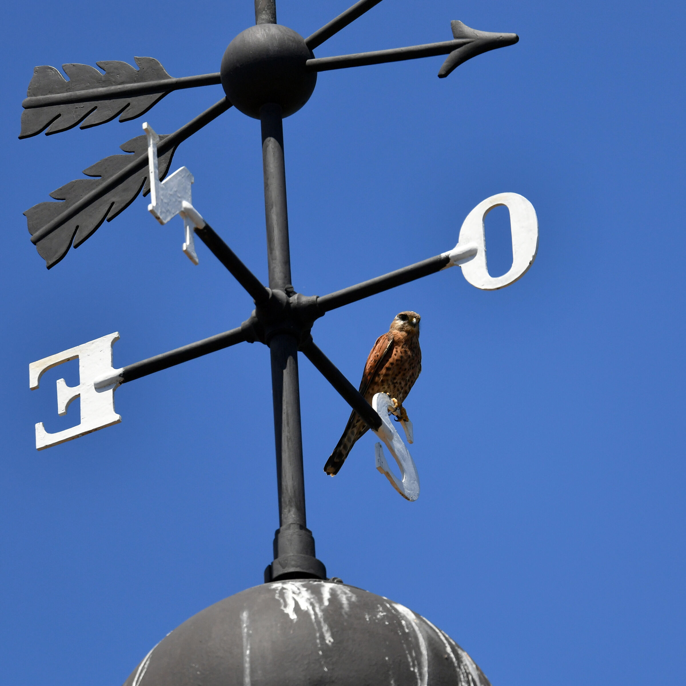 Madagascar's Gheppio (Falco Newtoni)