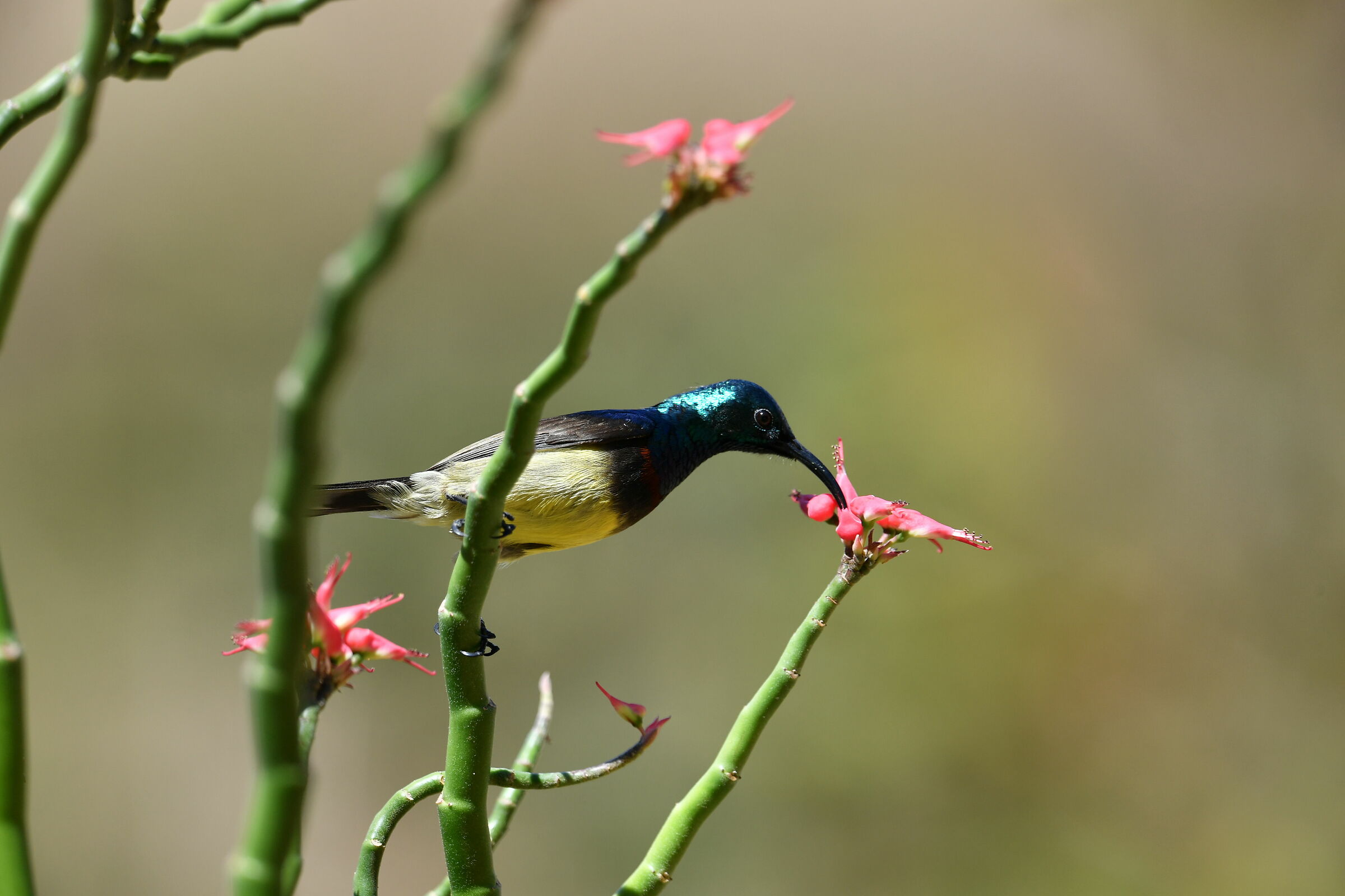 Souimanga Nettarinia (Cinnyris sovimanga)