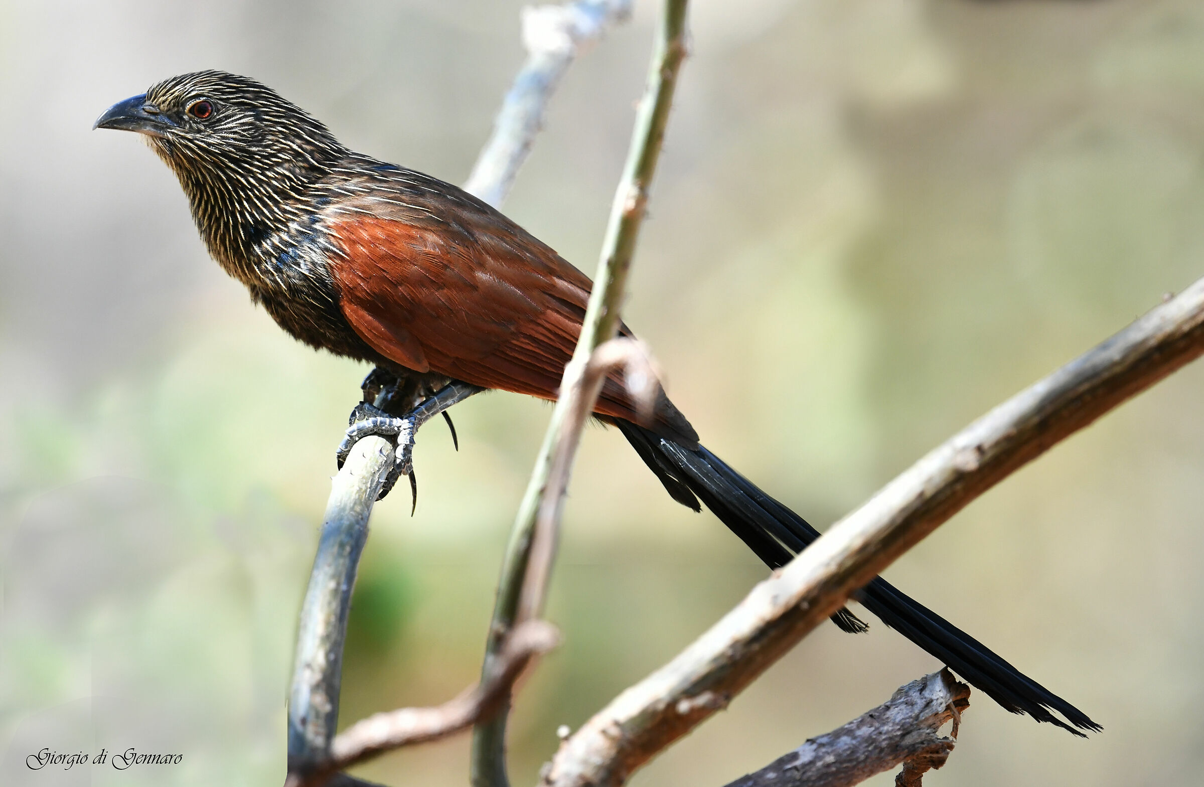 Cucal of Madagascar (Centropus toulou)