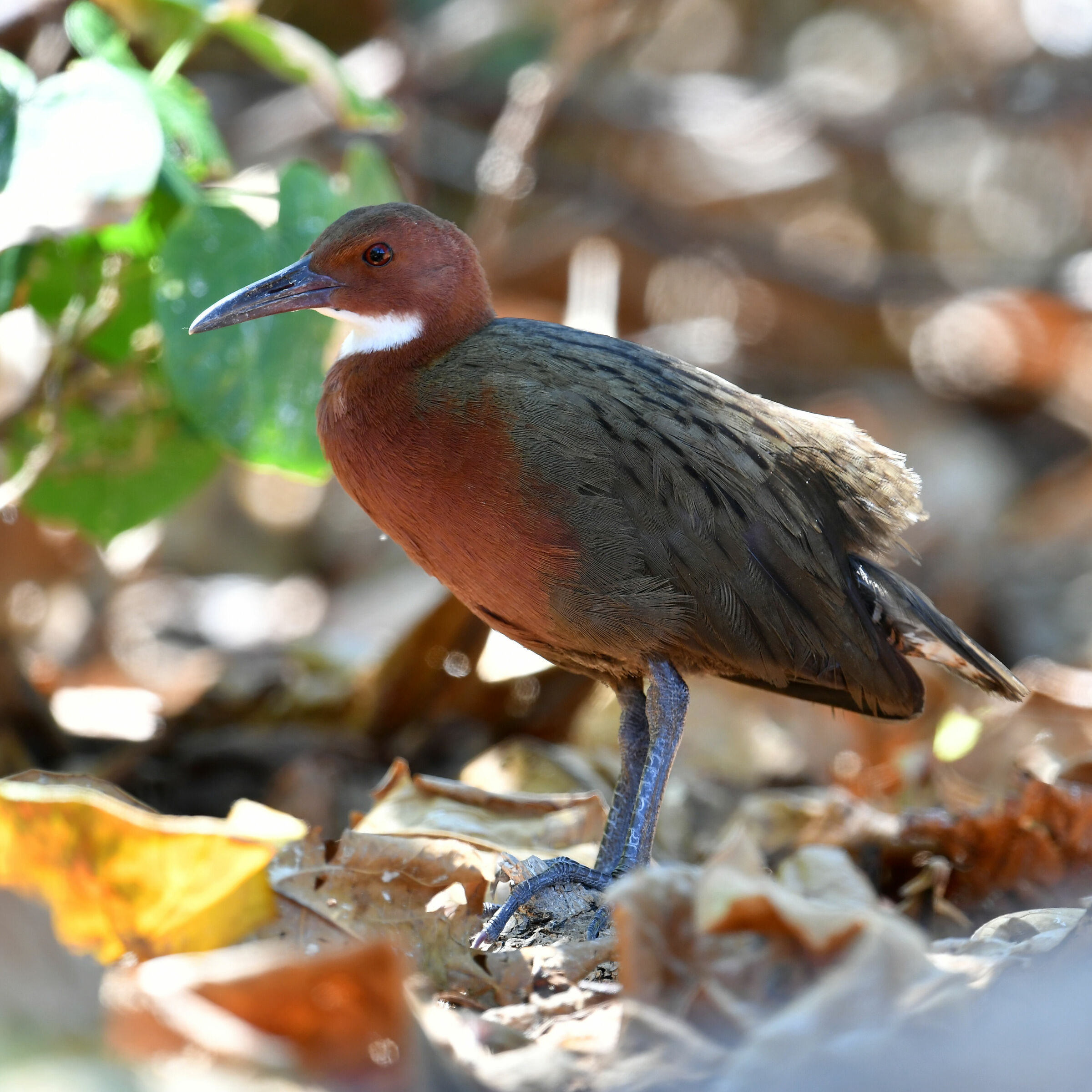 Cuvier Rail (Dryolimnas cuvieri)