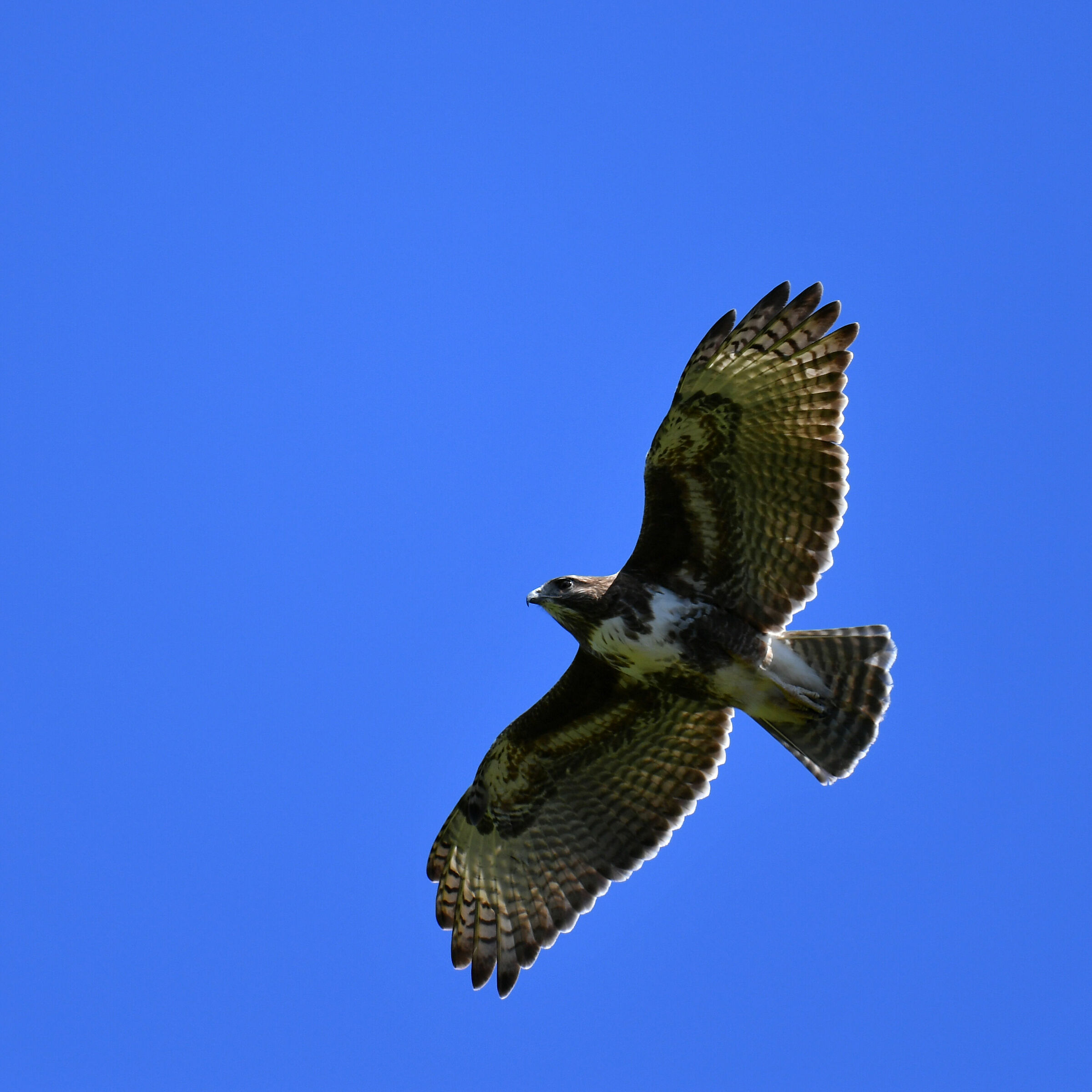 Poiana of Madagascar (Buteo brachypterus)