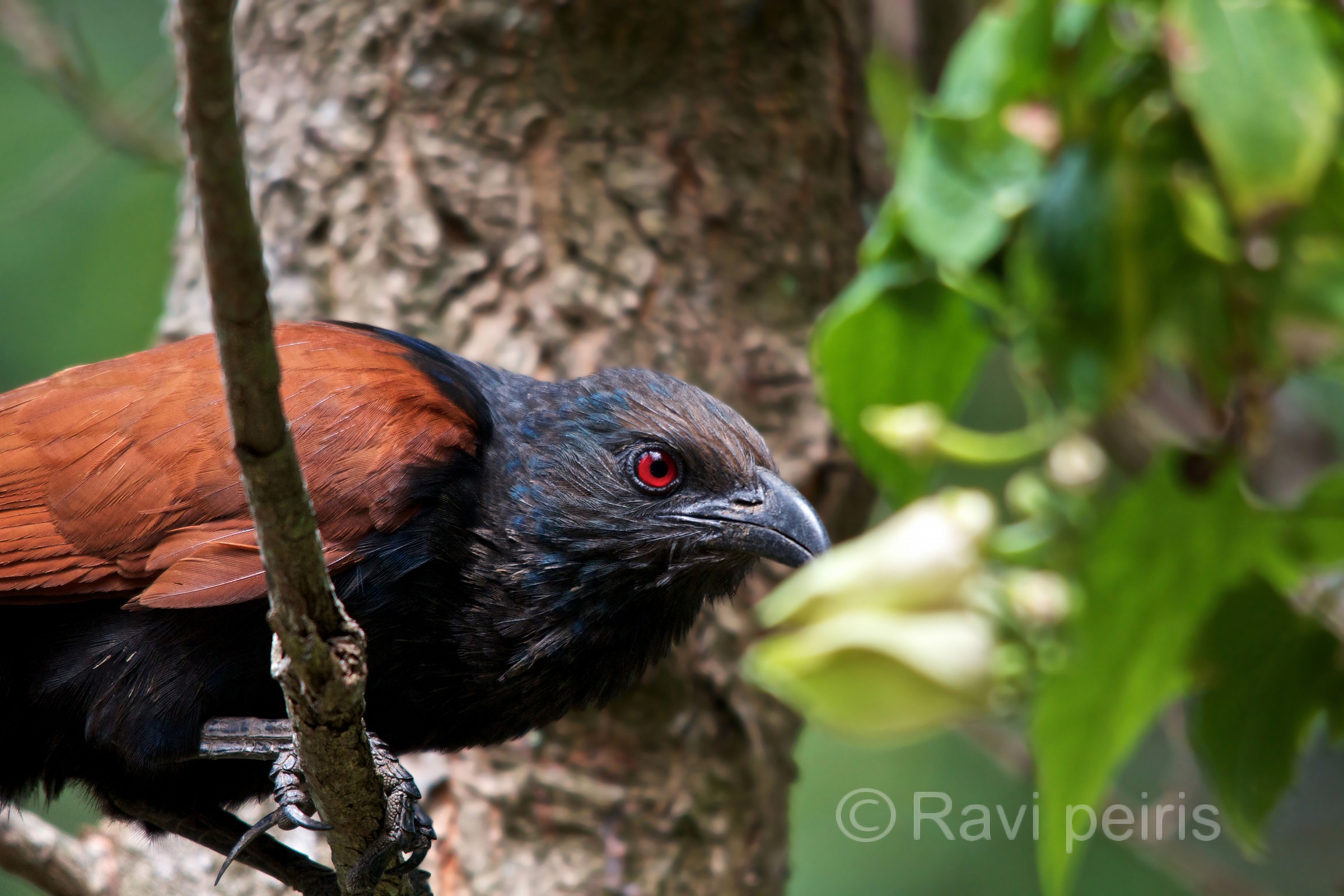 Crow Pheasant