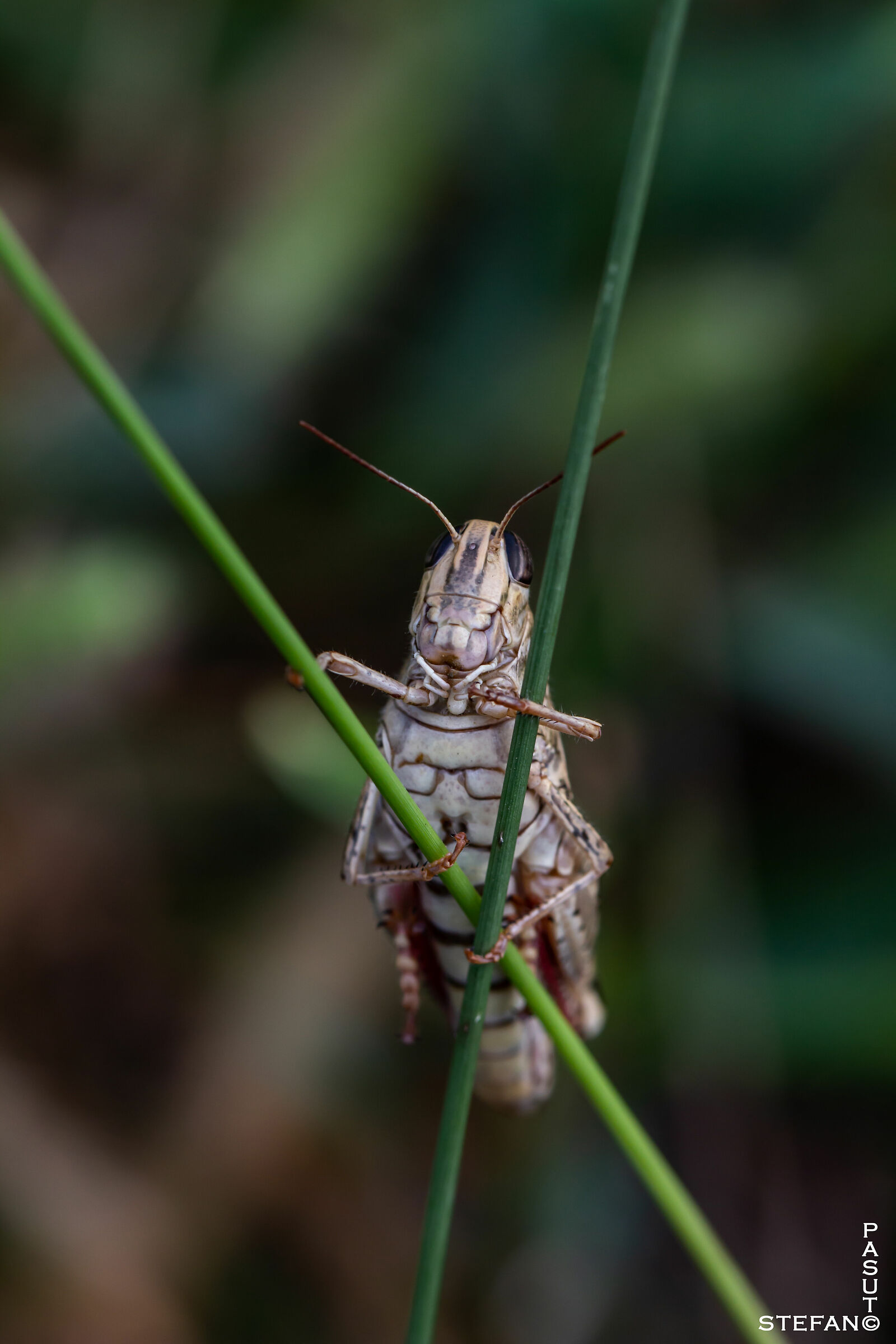 Grasshopper