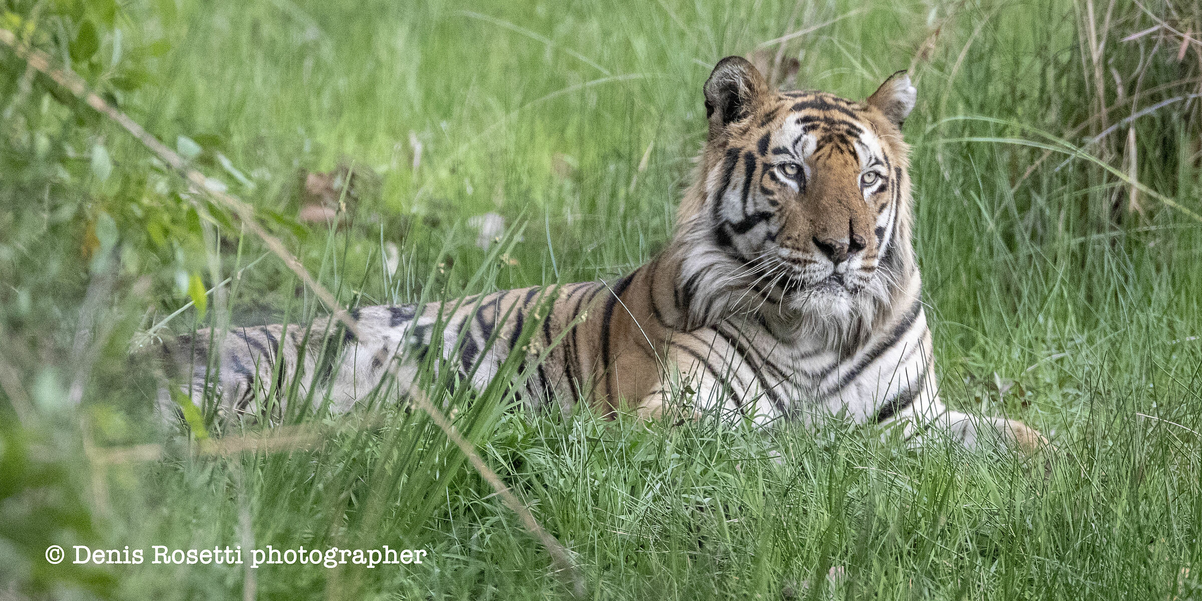 la tigre del bengala