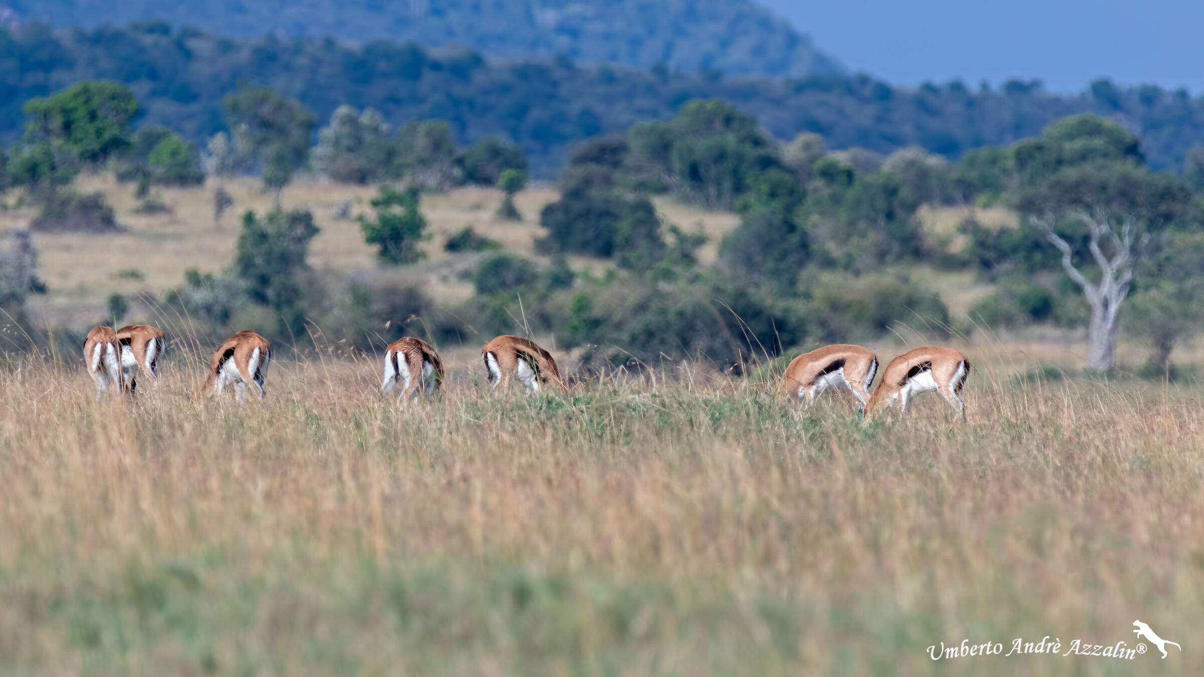 watercolor of Grant's gazelles