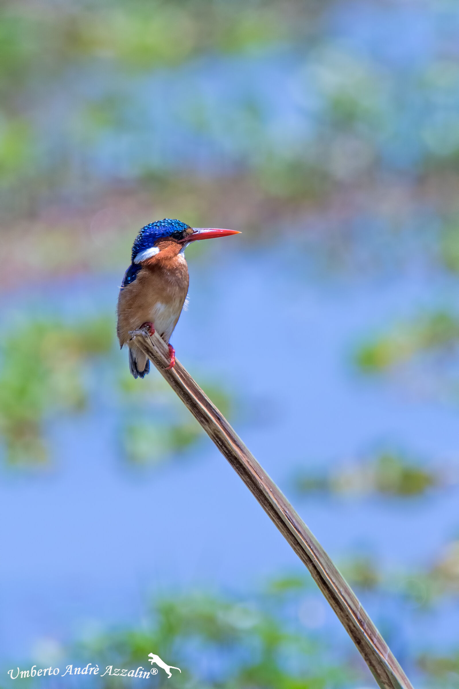 Pygmy martini..... I think