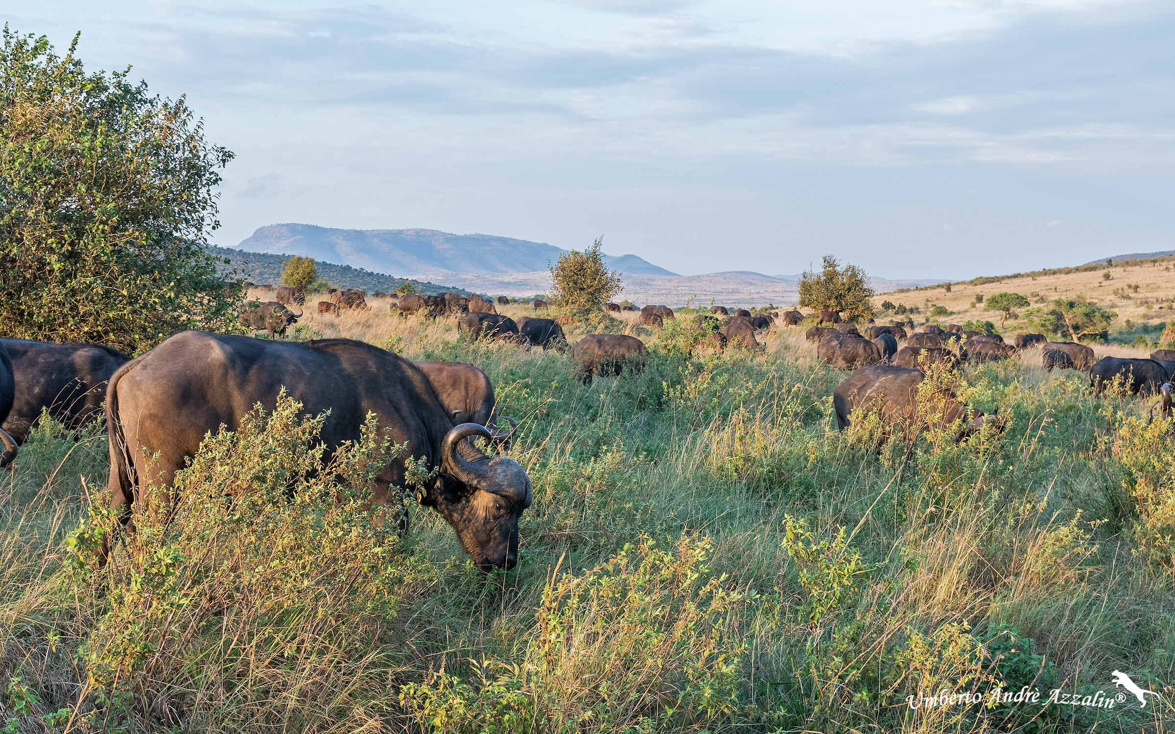 herd in the early hours of the morning