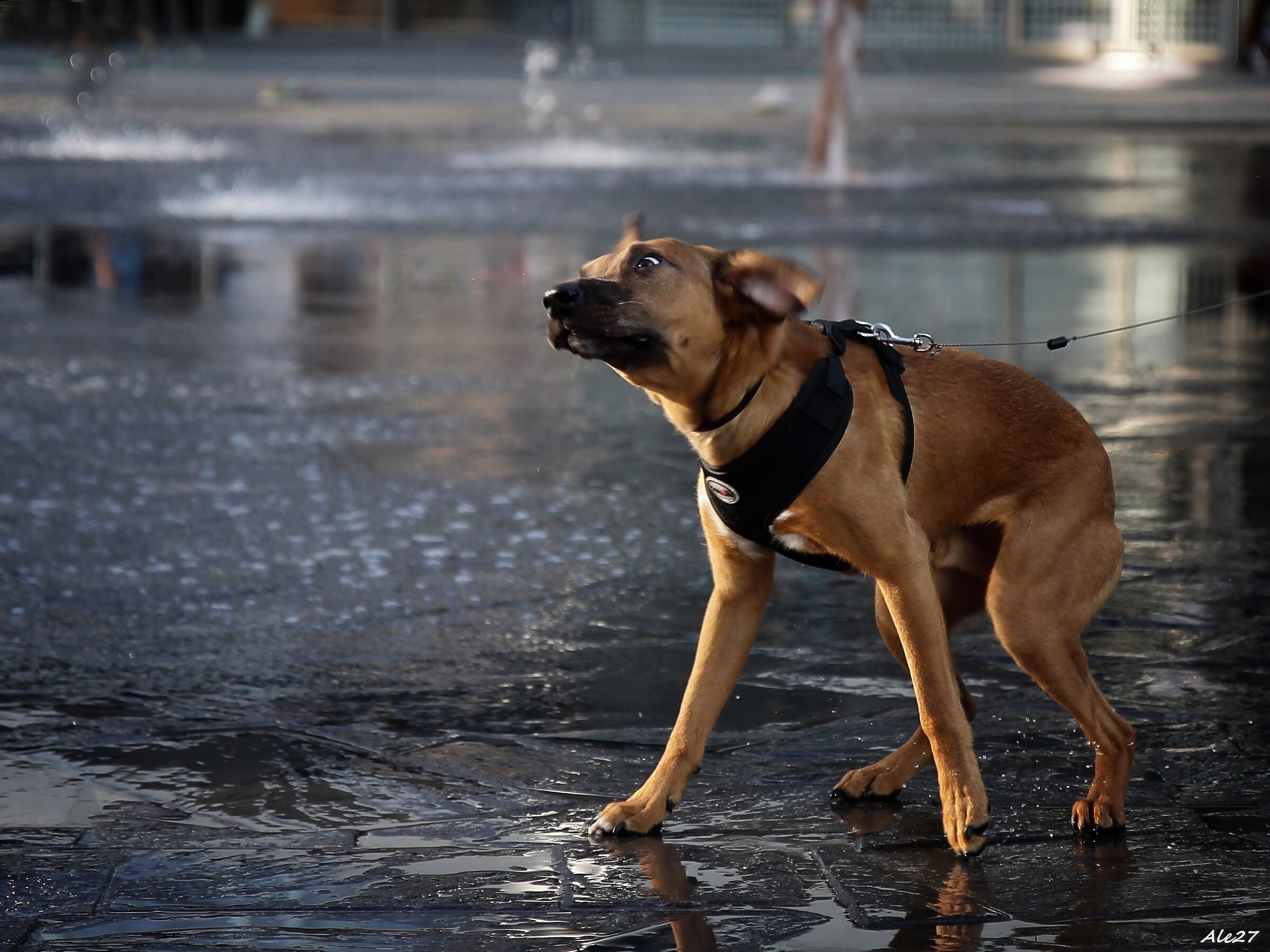 ... but daiiii ... you tell me ??!!!