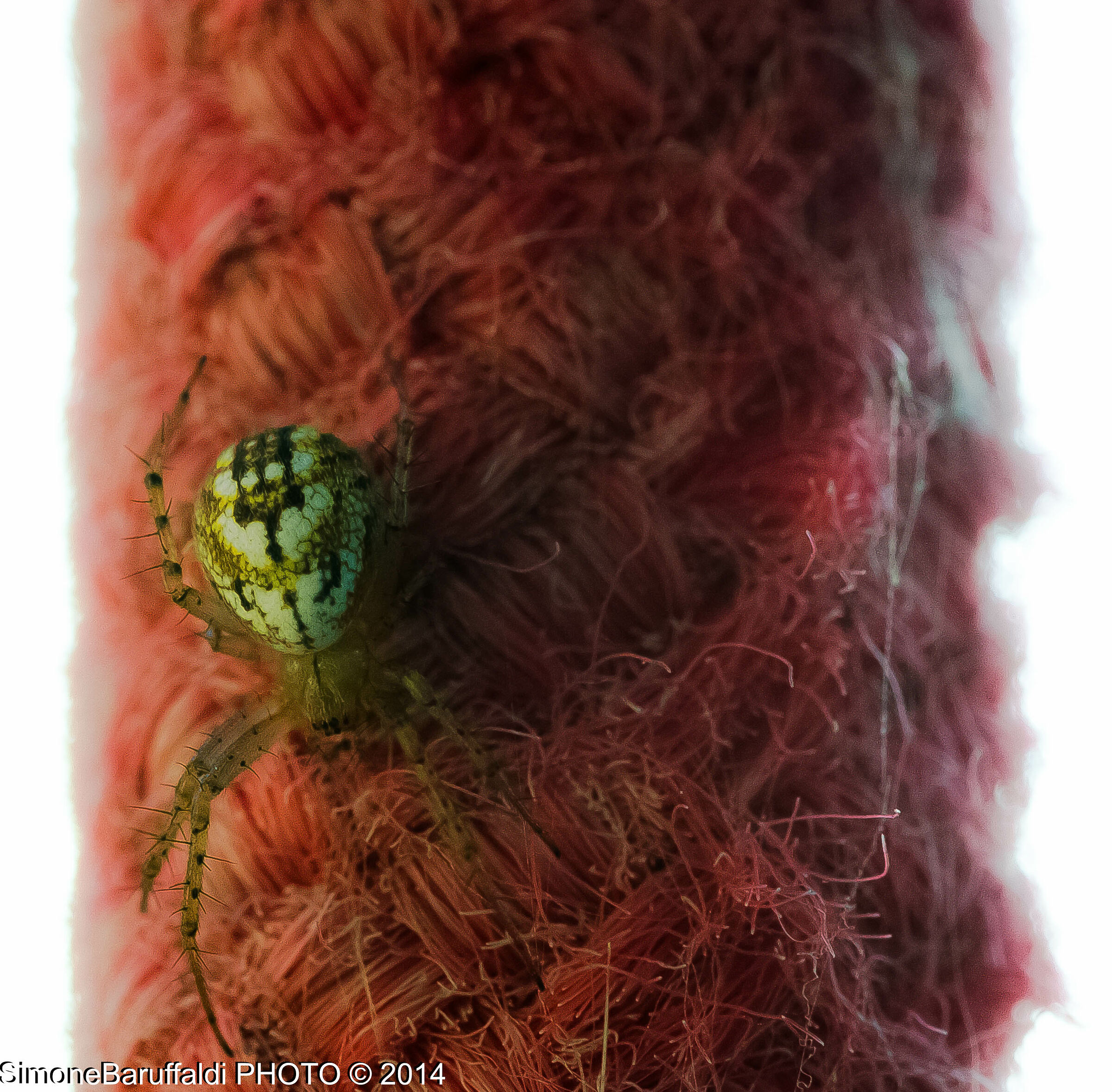 Macro Ragno