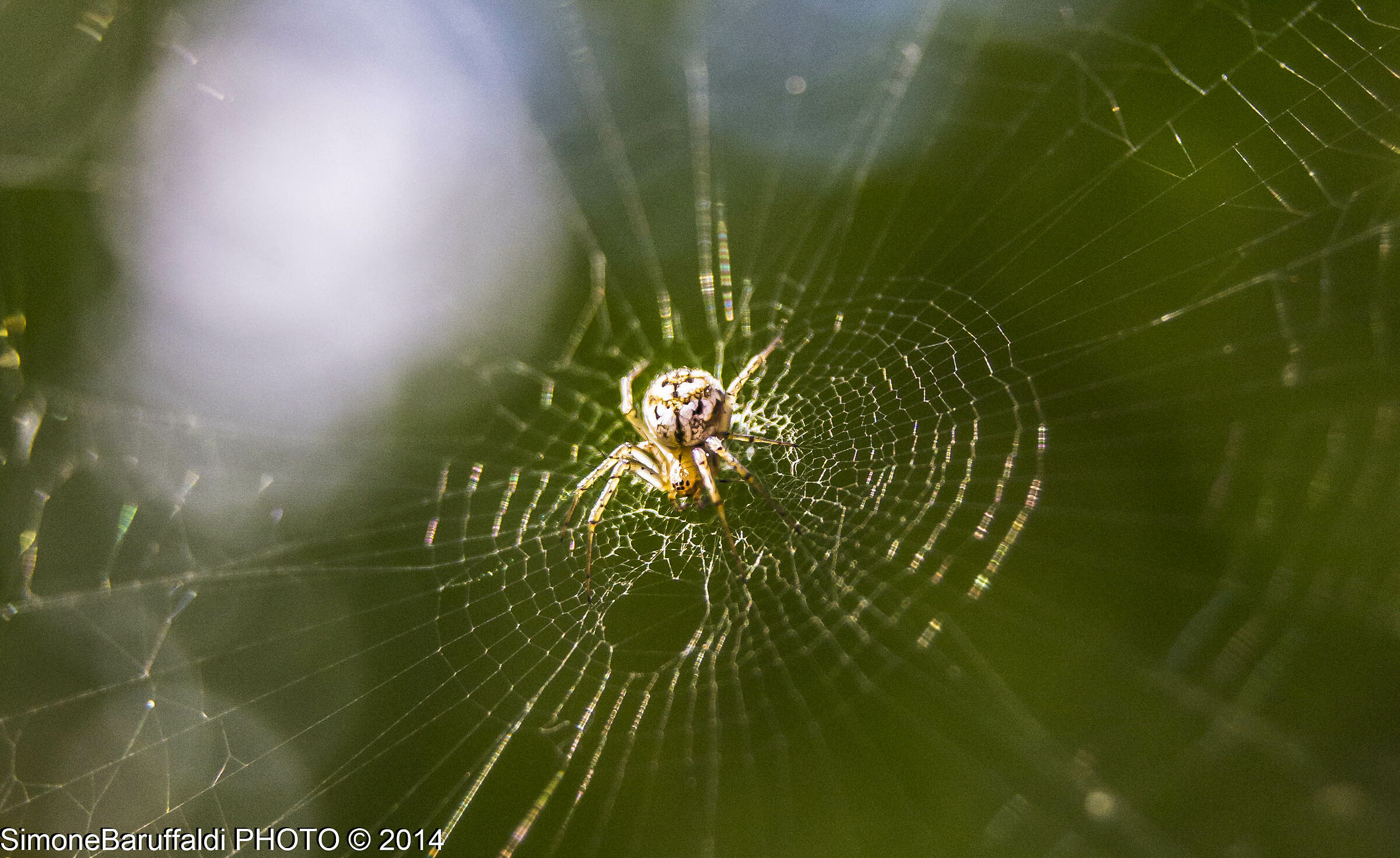 Macro ragno