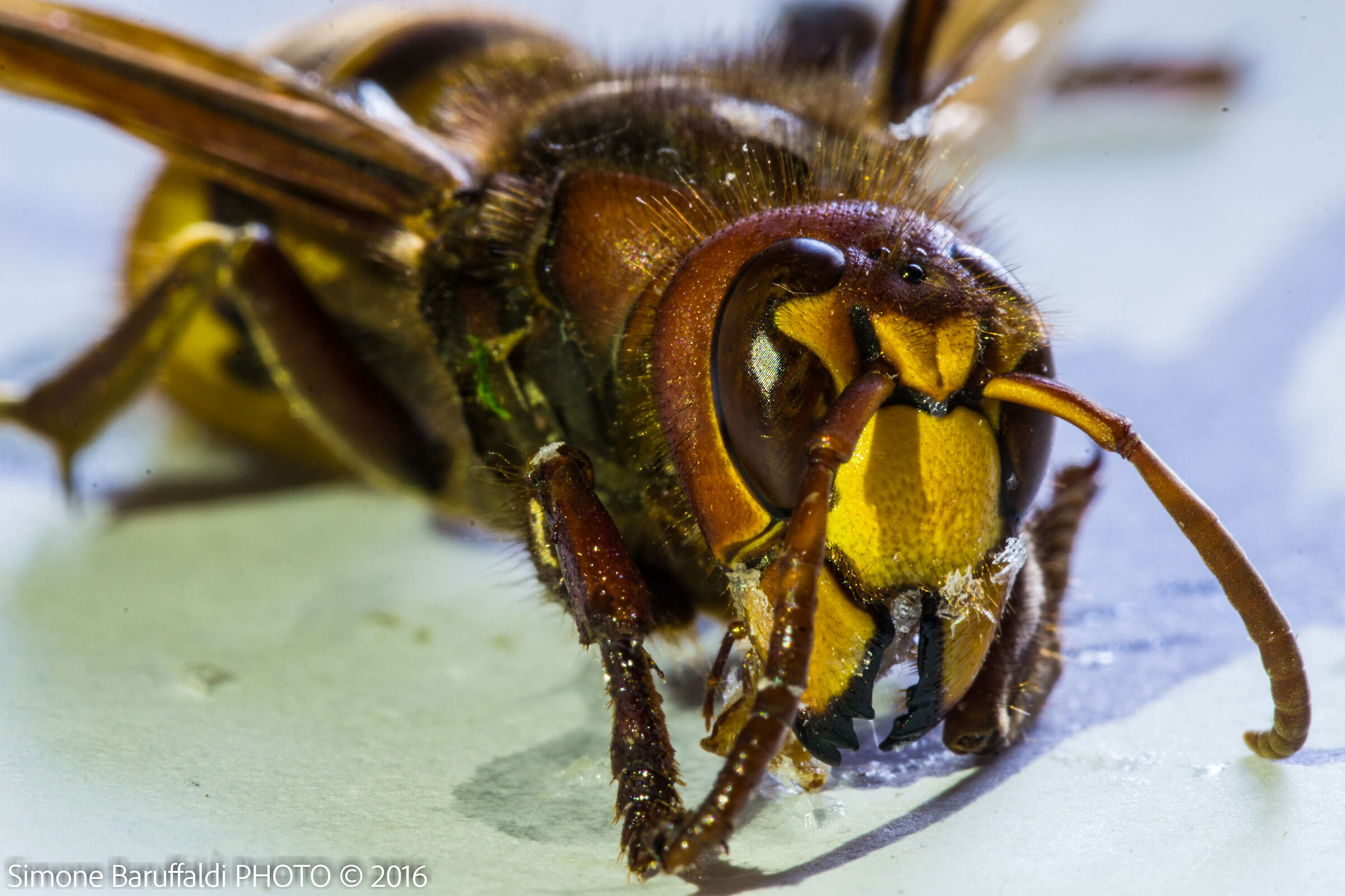 Macro hornet