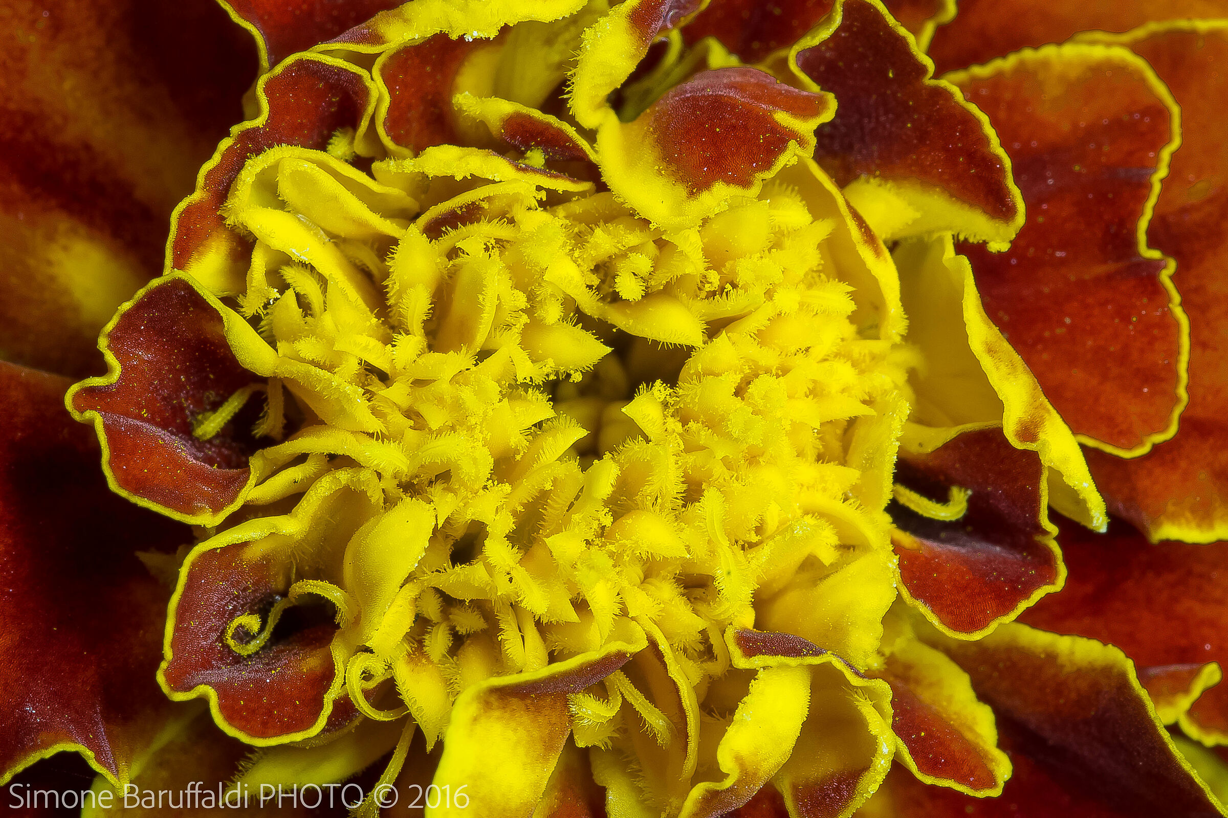 Macro fiore