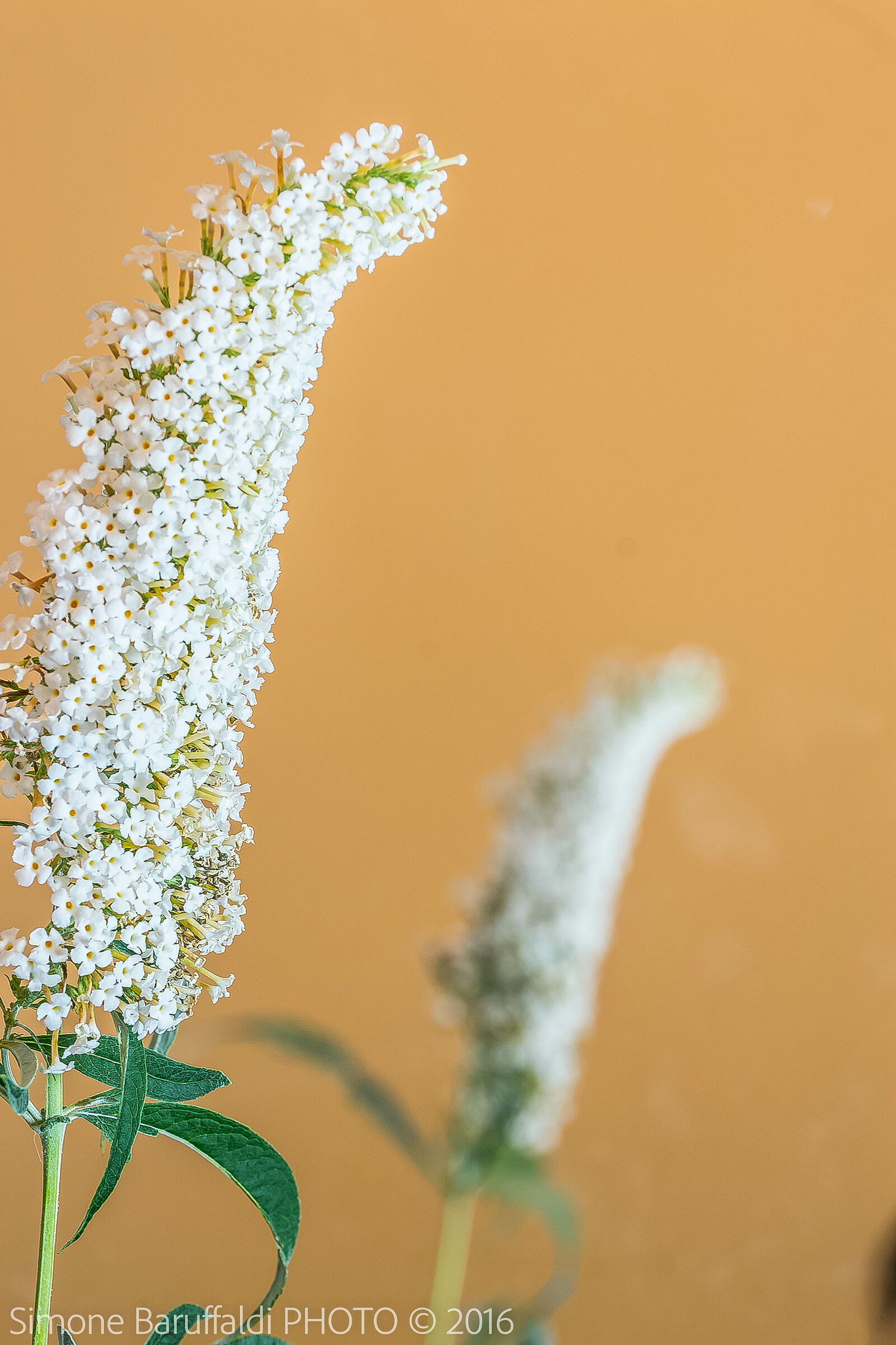 Macro fiore