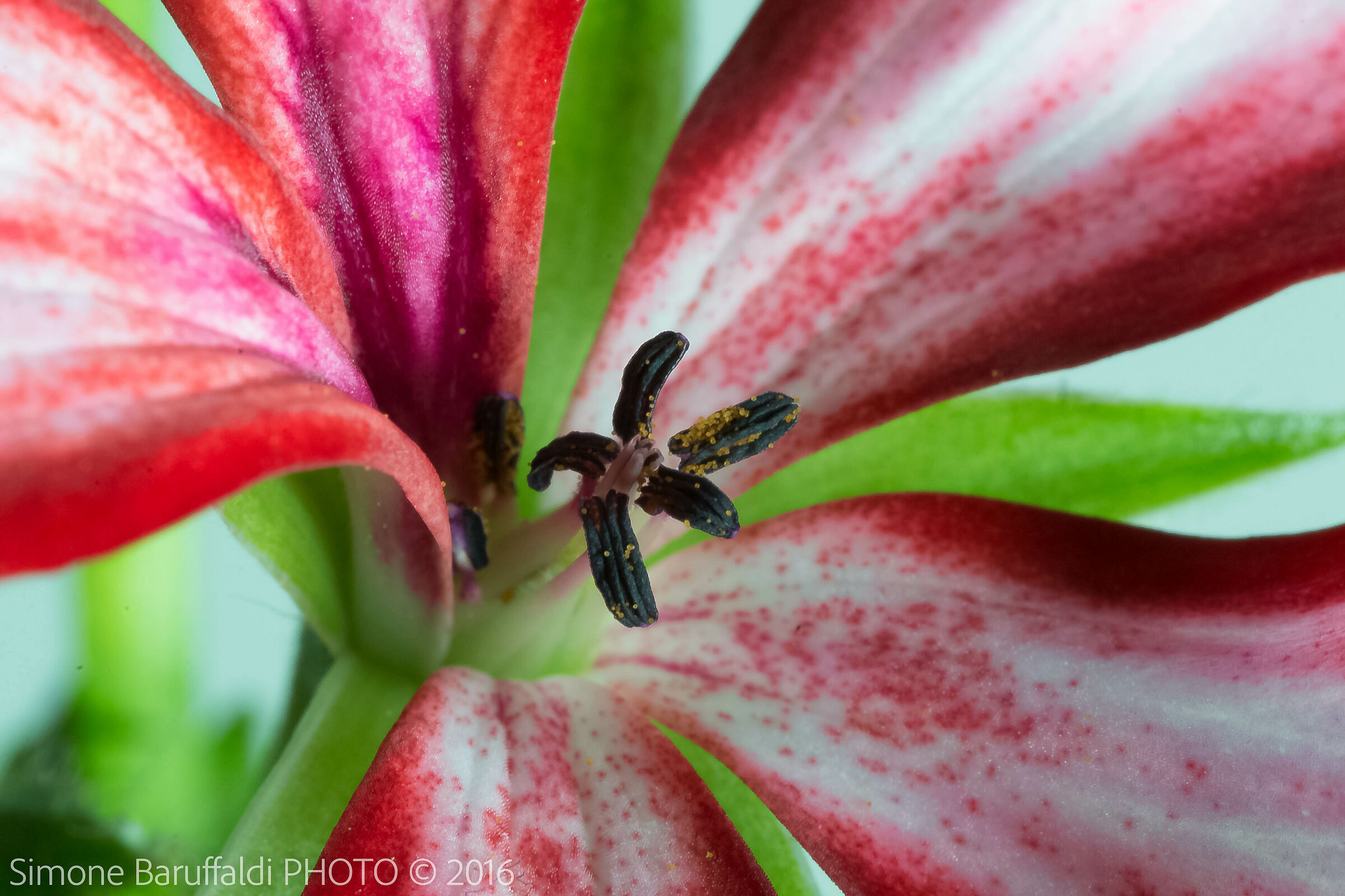 Macro fiore