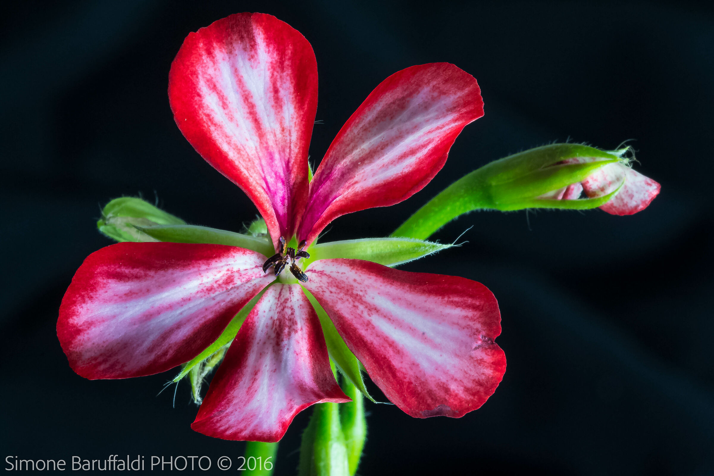 Macro fiore