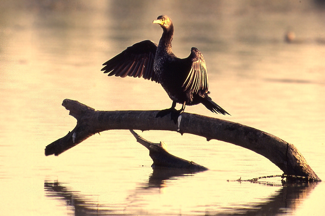 cormorano al tramonto