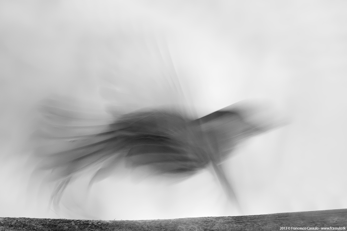 Poecile palustris (Linnaeus, 1758)