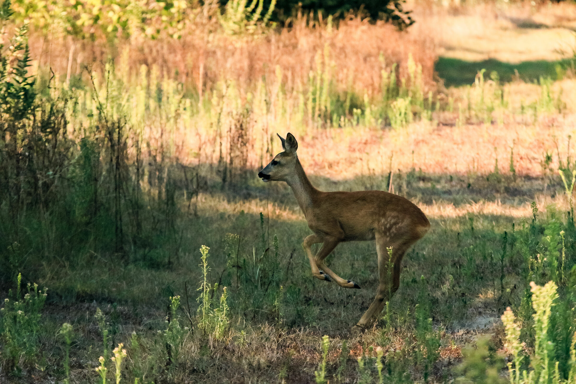 Capriolo in golena del Po