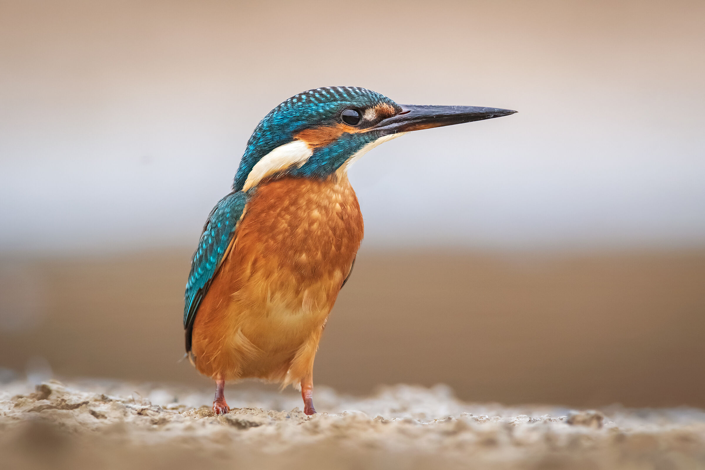 Martina.... on the ground