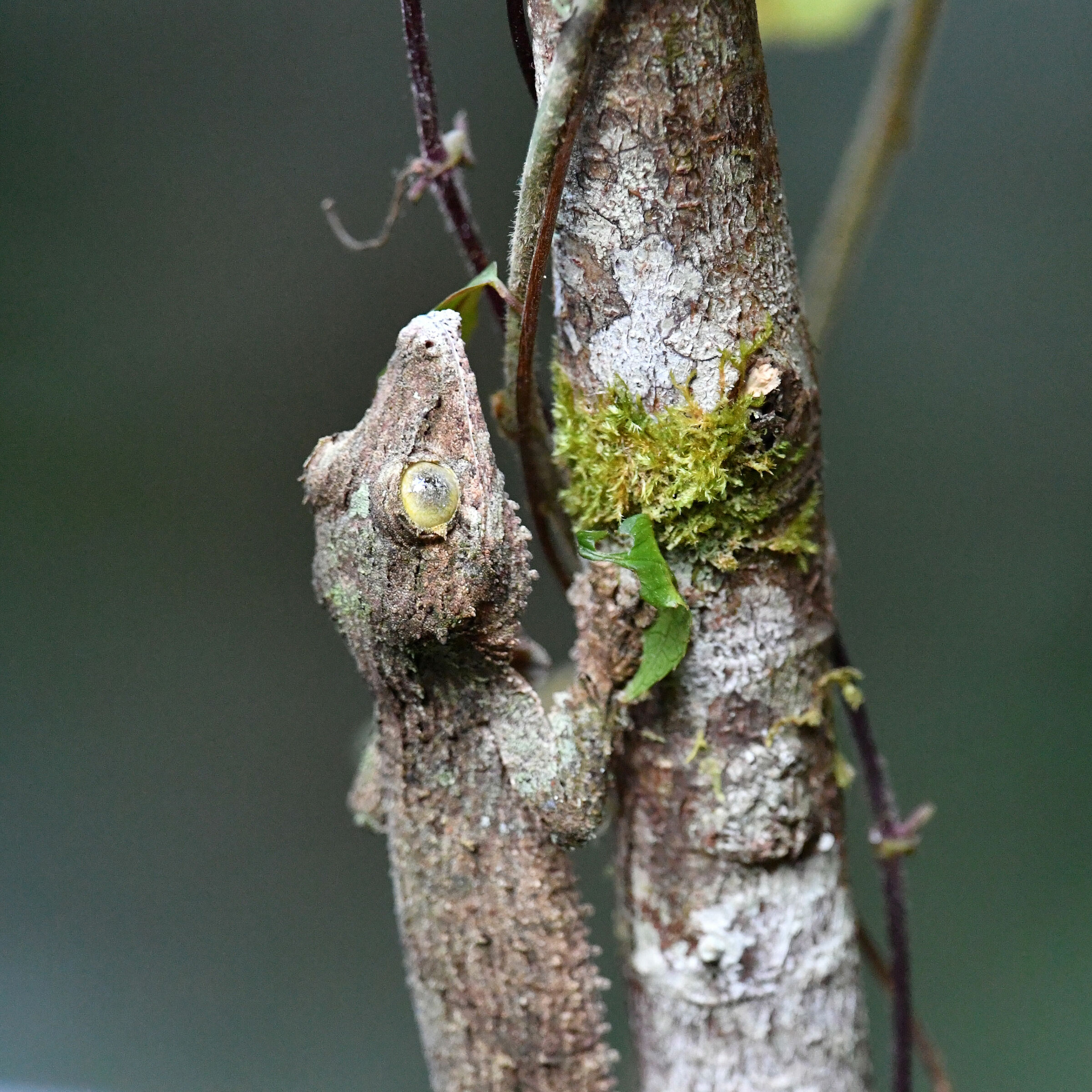Methysm of the Leaf Gecko (Uroplatus sikorae)